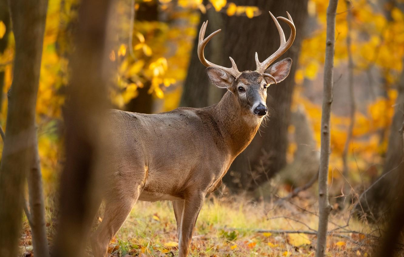 1332x850 Wallpaper autumn, forest, face, trees, branches, deer, horns image for desktop, section животные