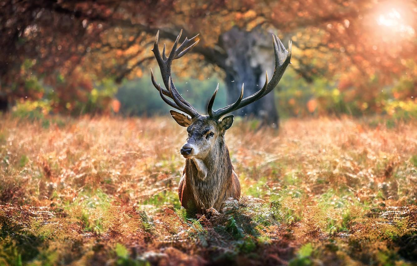 1332x850 Wallpaper autumn, nature, tree, animal, deer, grass image for desktop, section животные