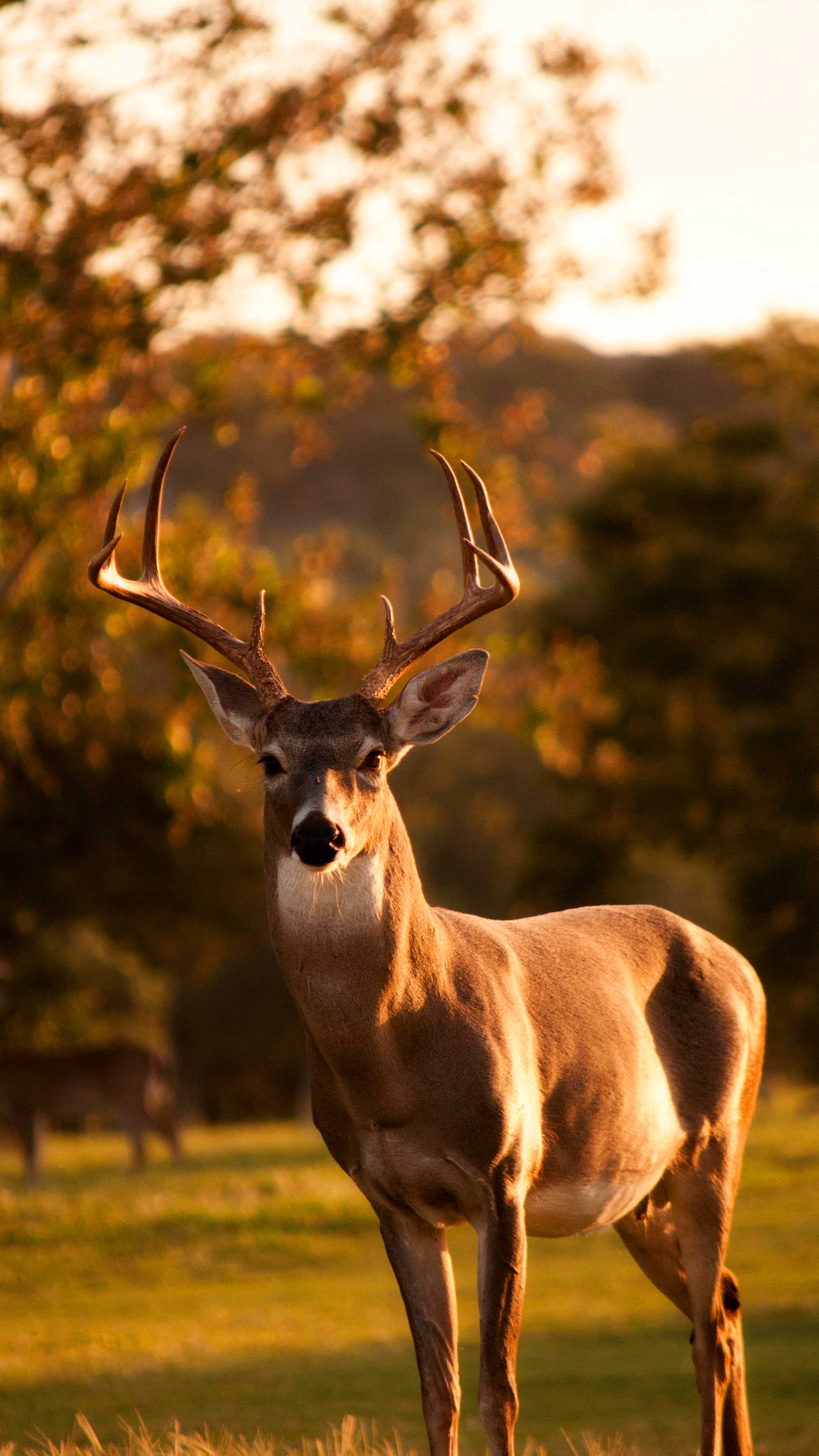 2160x3840 Wallpaper Deer
