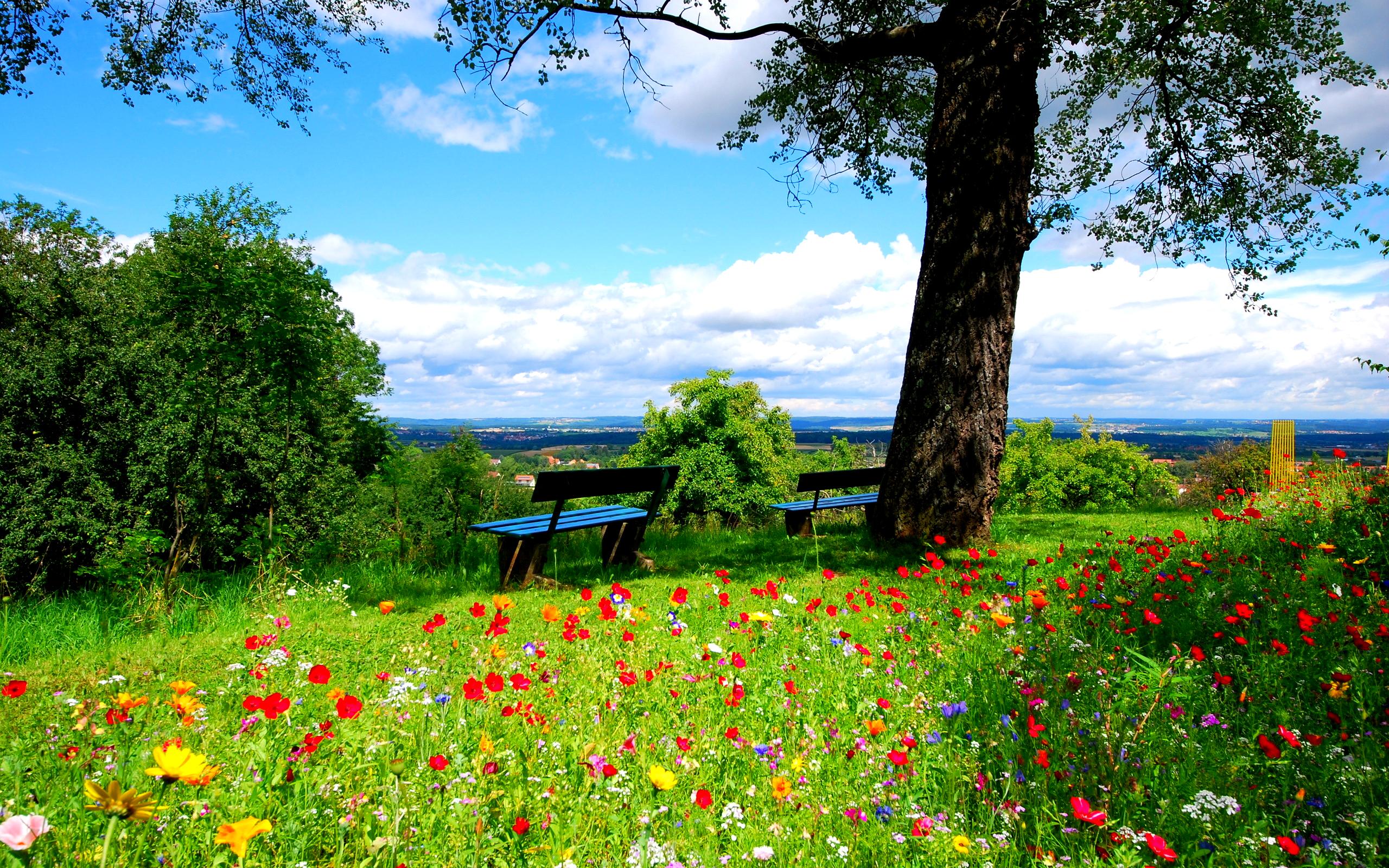 2560x1600 Serene Nature Escape: HD Wallpaper of Flowers and Tranquil Benchesx1600