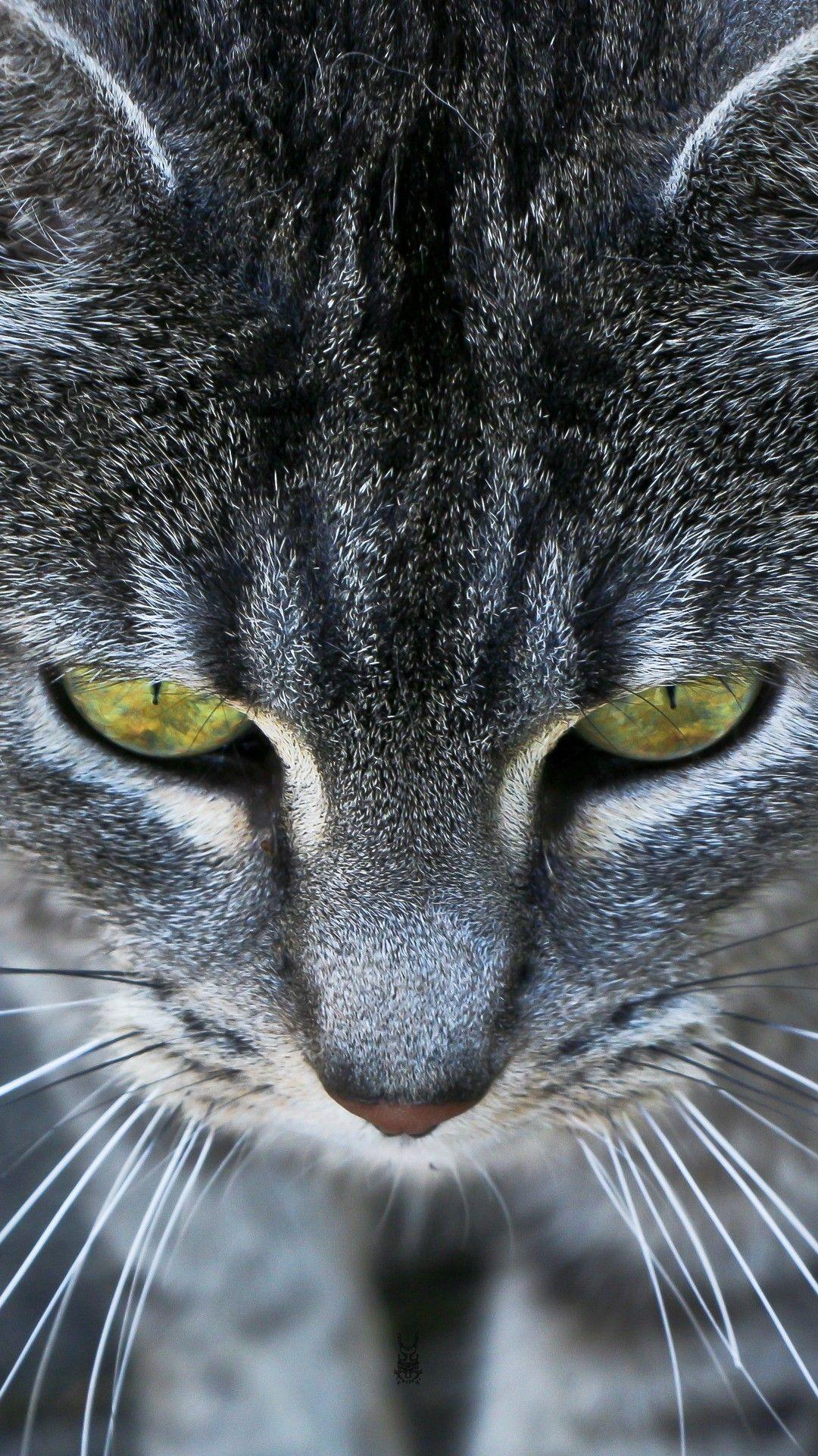 1080x1920 Animals iPhone 6 Plus Wallpaper Cat Ember Eyes iPhone 6 Plus