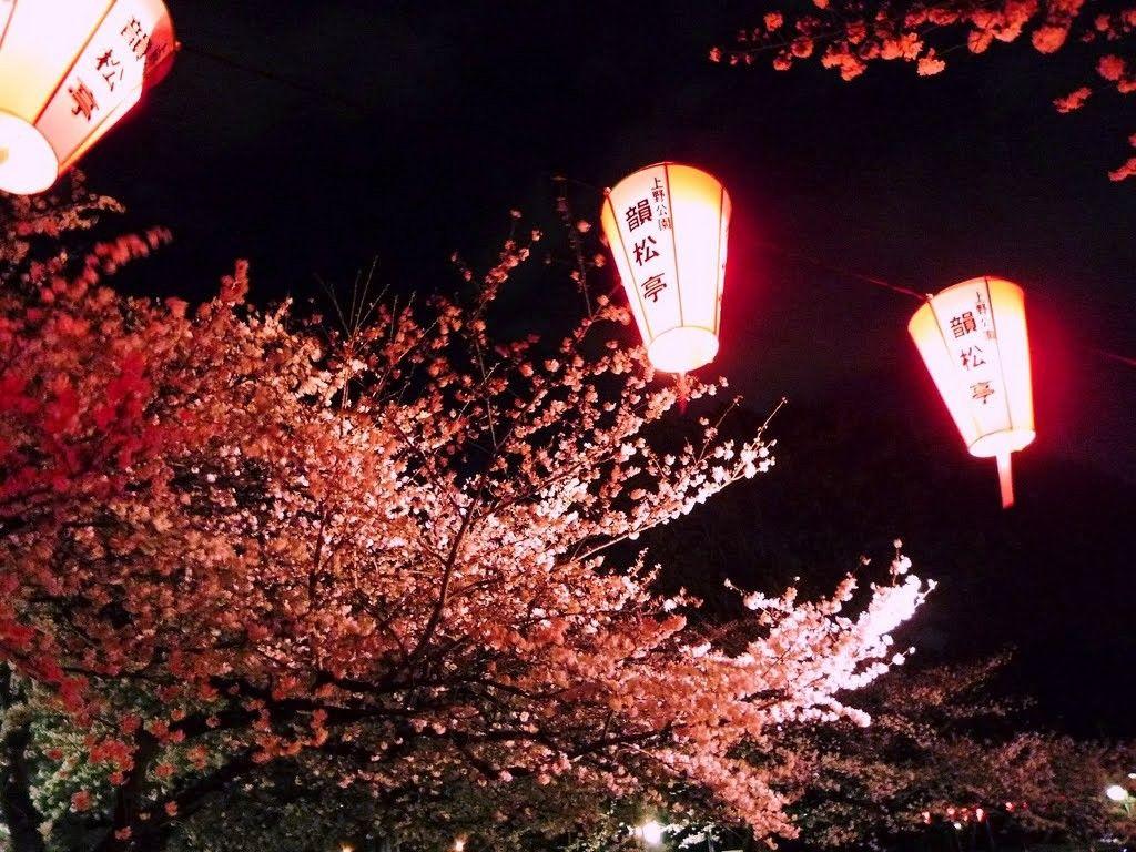 1024x768 Misc: Japanese Cherry Japan Night Sakura Hanabi Fest Festival