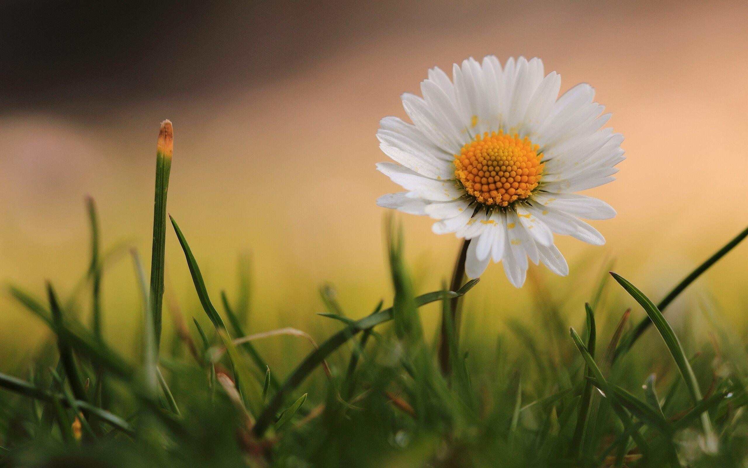 2560x1601 Janine Marie Hackett Family Funerals & Cremation. Mesa AZ Mortuary