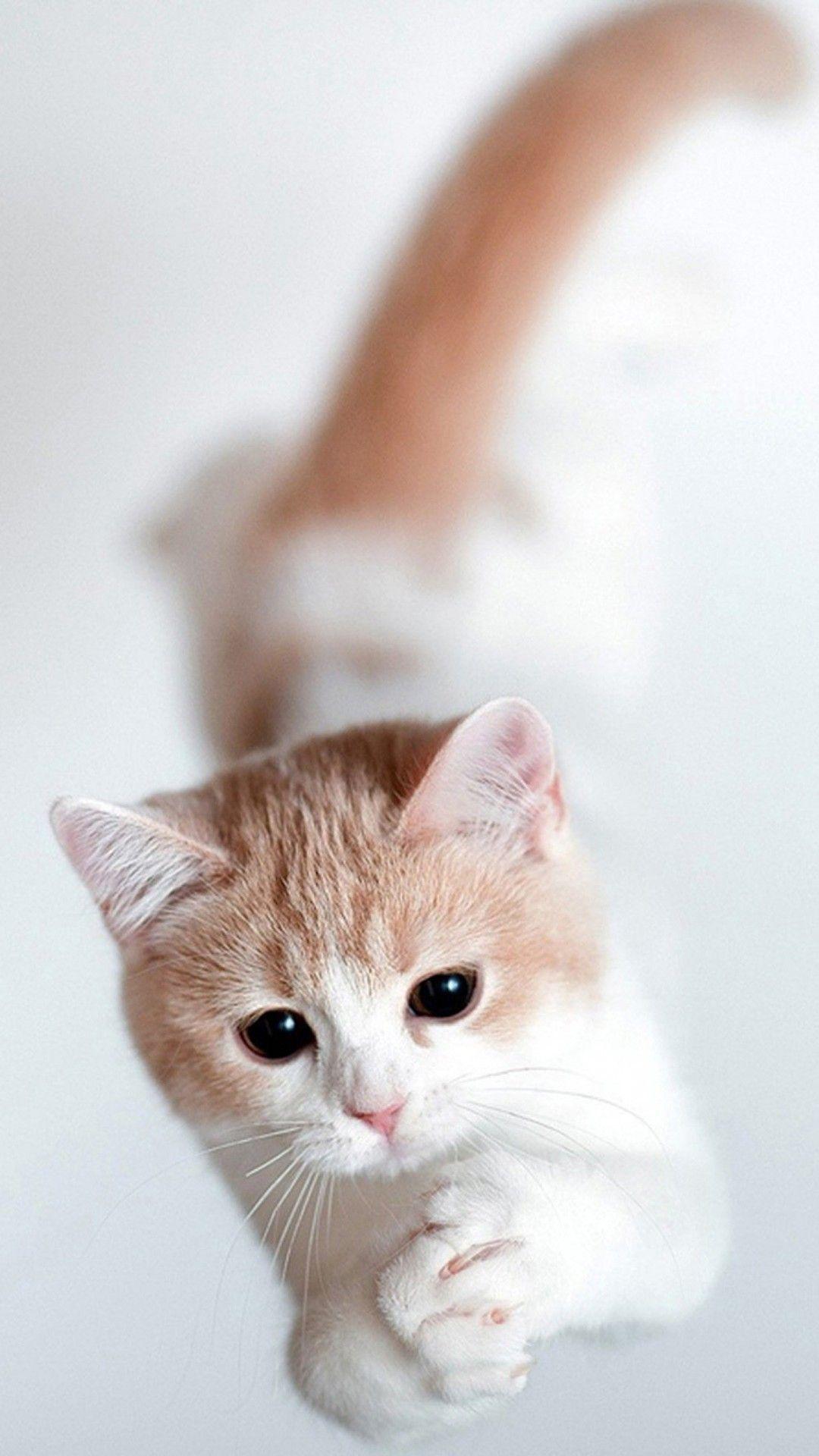 Iphone 6 Cat Wallpaper Hd - PetsWall