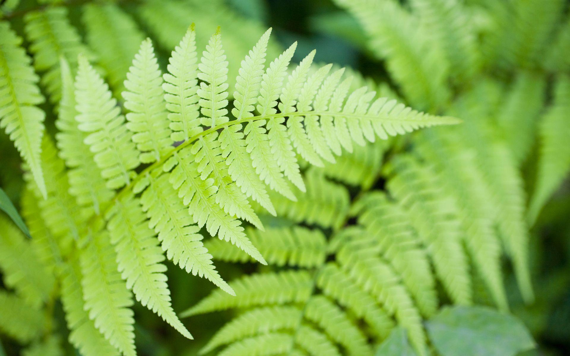 1920x1200 Fern leaf desktop wallpaper Wallpaper. Epic Car Wallpaper