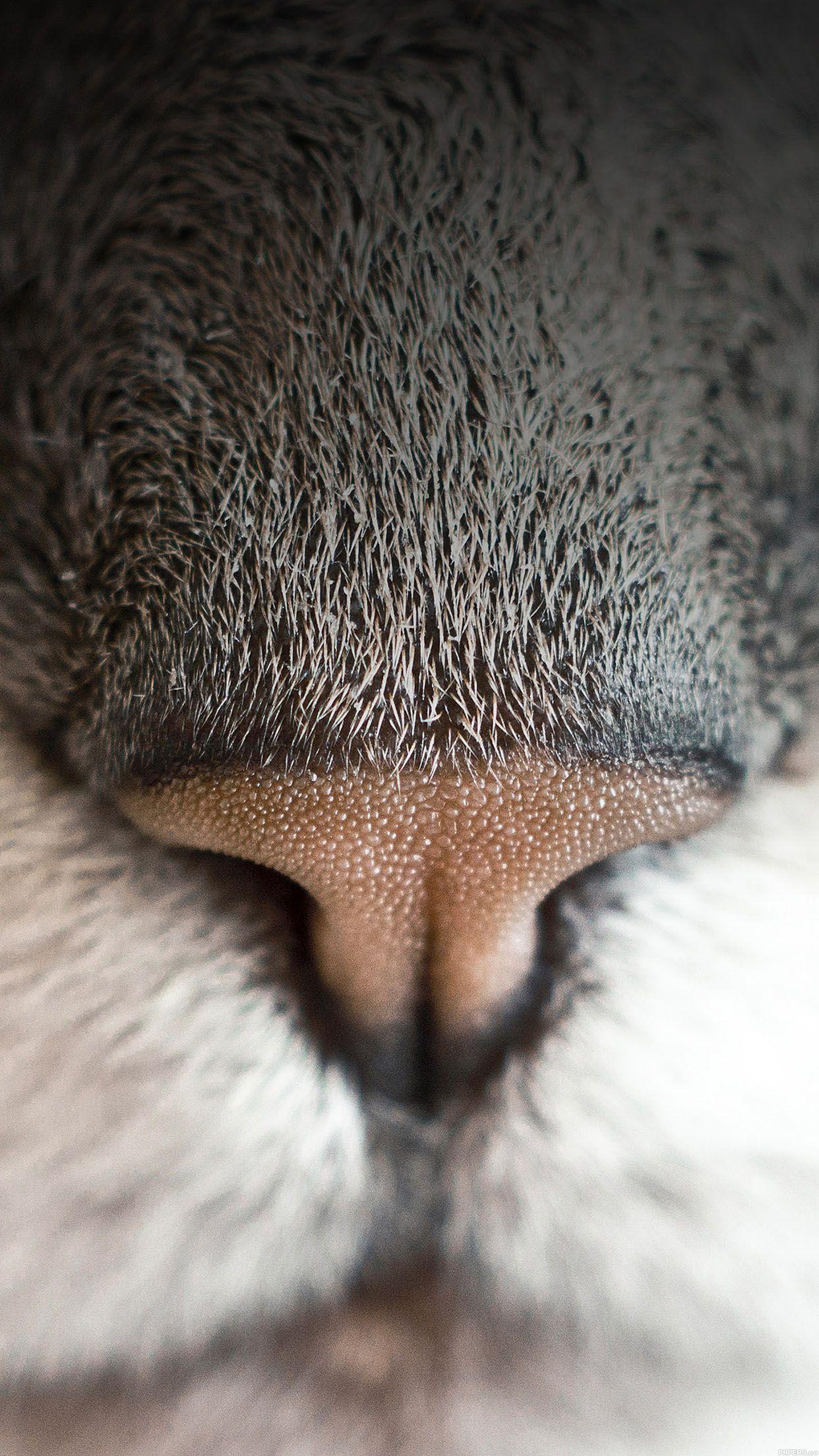 1242x2208 I Love Papers. wallpaper cat nose animal zoom