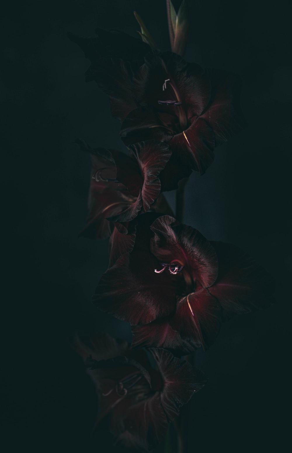 1000x1548 Persephone. best free persephone, grey, rock and outdoor photo