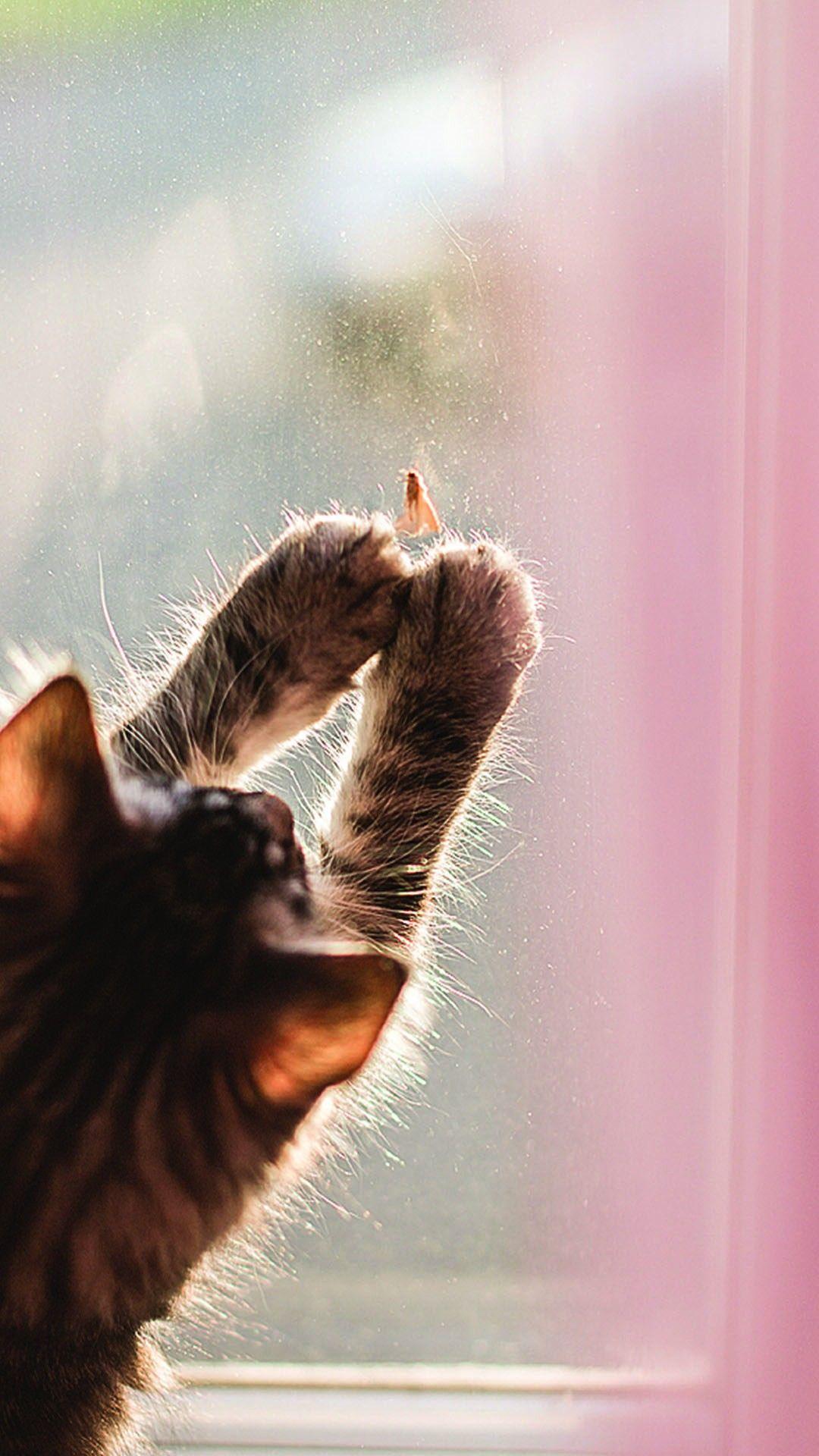 1080x1920 Comedy Cat iPhone 6 Plus Wallpaper, fly iPhone 6 Plus