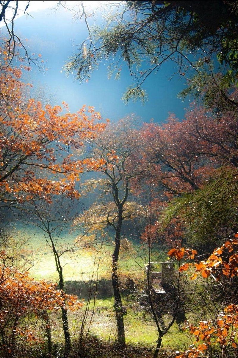 800x1200 Download wallpaper 800x1200 trees, fog, hill, lawn, forest, sunrise