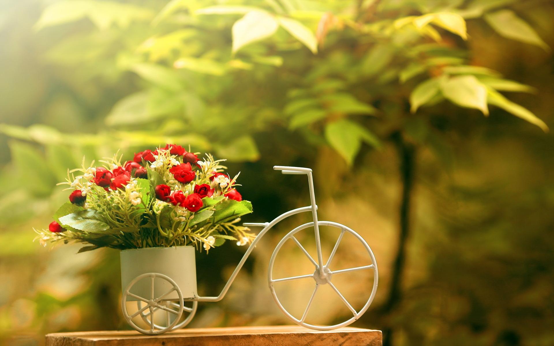 1920x1200 bokeh, Flowers, Photography, Soft, Macro, Still life Wallpaper HD / Desktop and Mobile Background