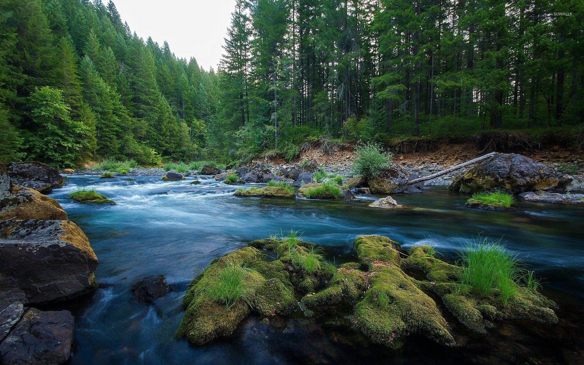 1920x1200 River Forest Wallpaper