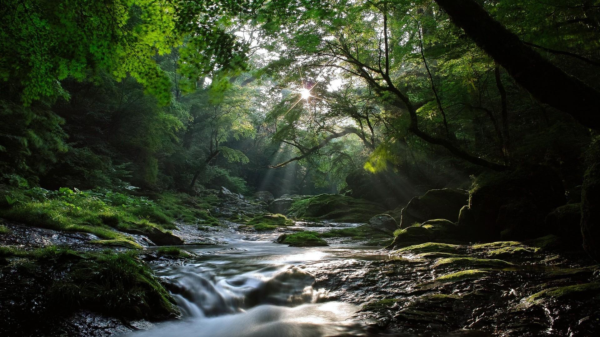 1920x1080 Free download of the forest small river Desktop Wallpaper HD Desktop Wallpaper [1920x1080] for your Desktop, Mobile & Tablet. Explore River in Forest Wallpaper. River in Forest Wallpaper, River