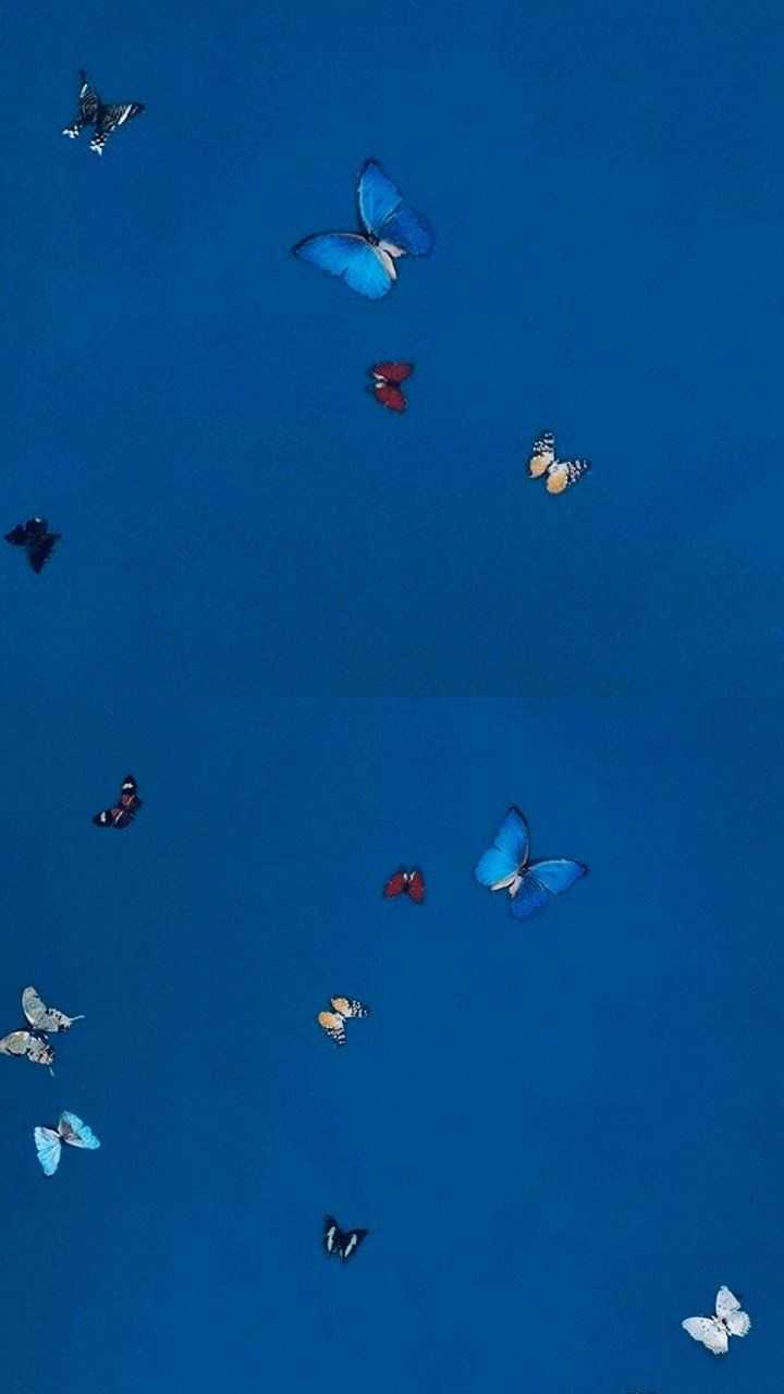 720x1280 Blue Butterfly Wallpaper