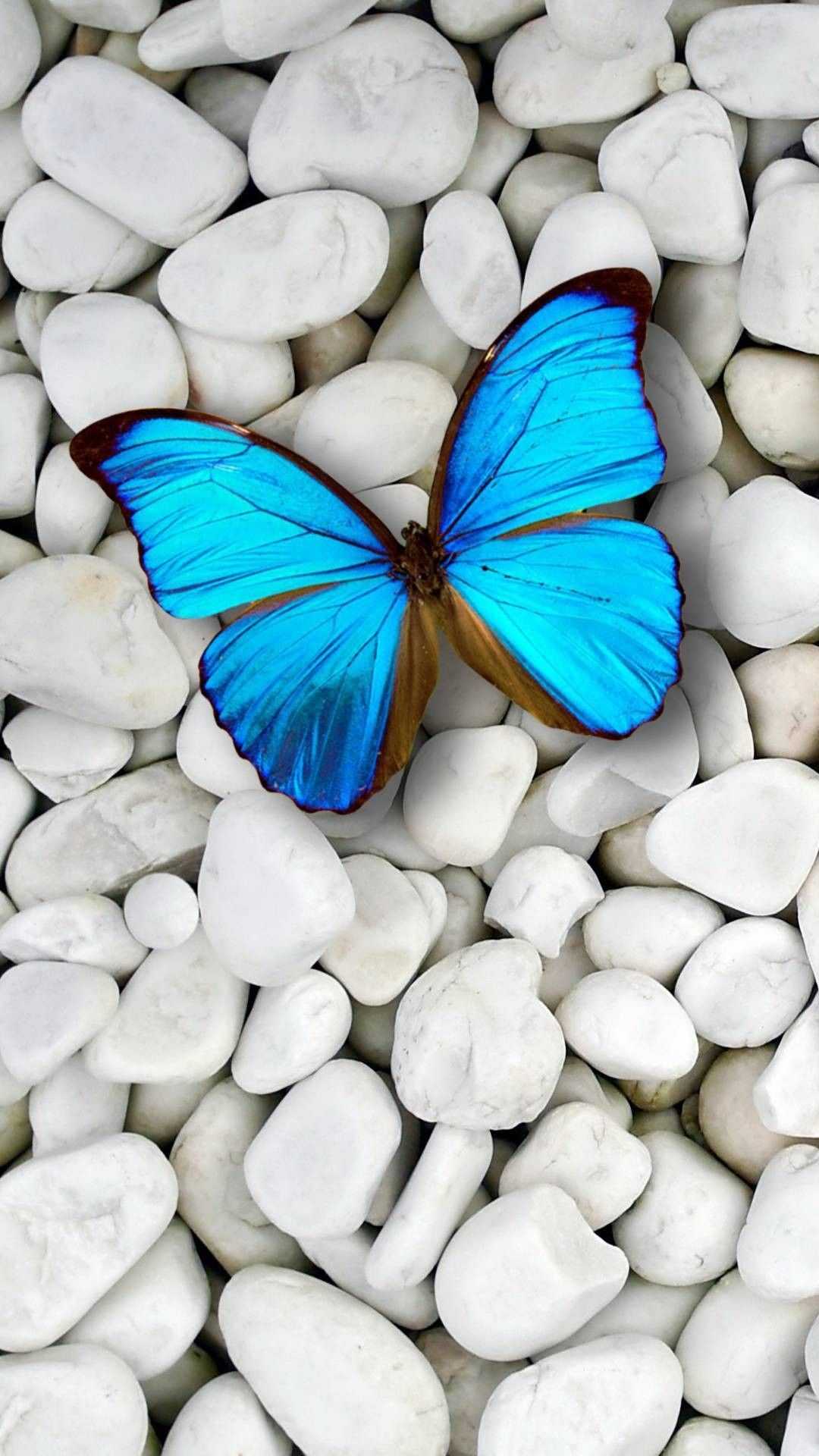 1080x1920 Blue Butterfly Wallpaper