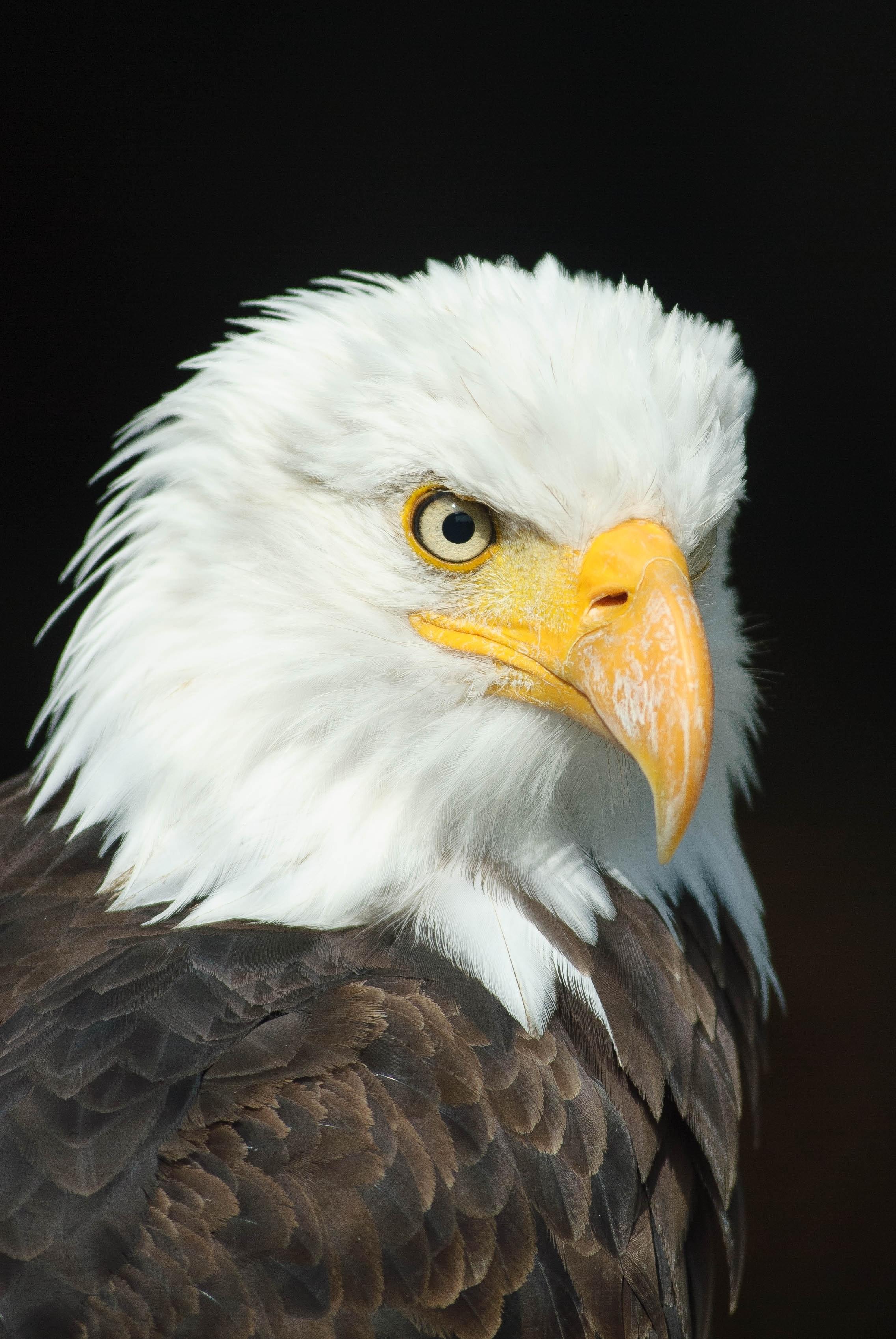 2273x3396 Best Eagle Image · 100% Free Downloads