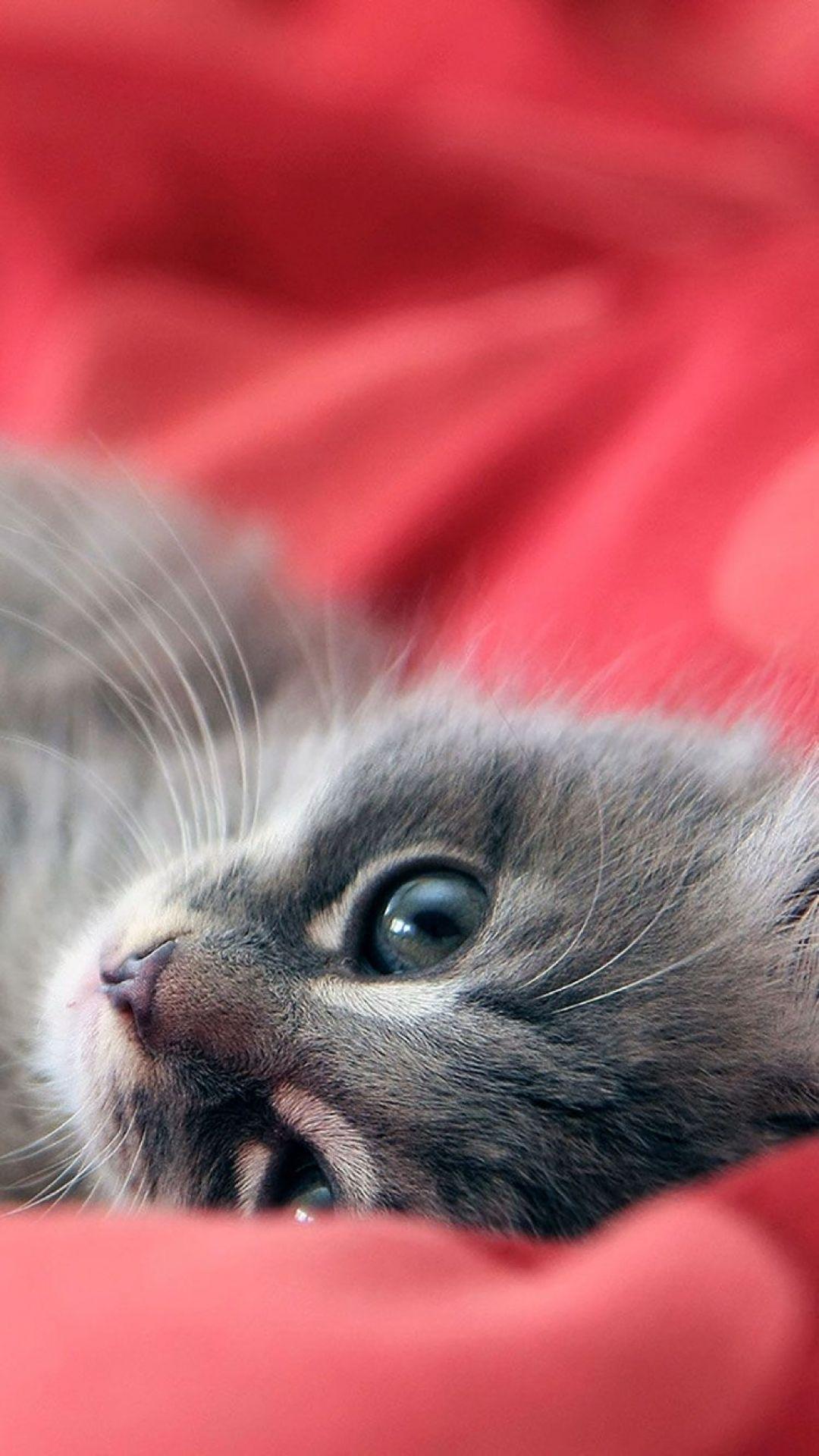 1080x1920 Red Background Cat iPhone 7 Wallpaper