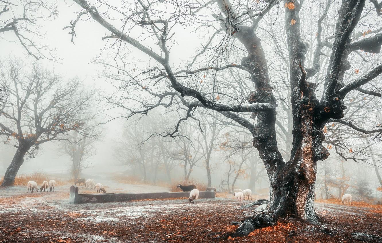 1332x850 Wallpaper winter, autumn, forest, snow, fog, sheep, late autumn image for desktop, section пейзажи