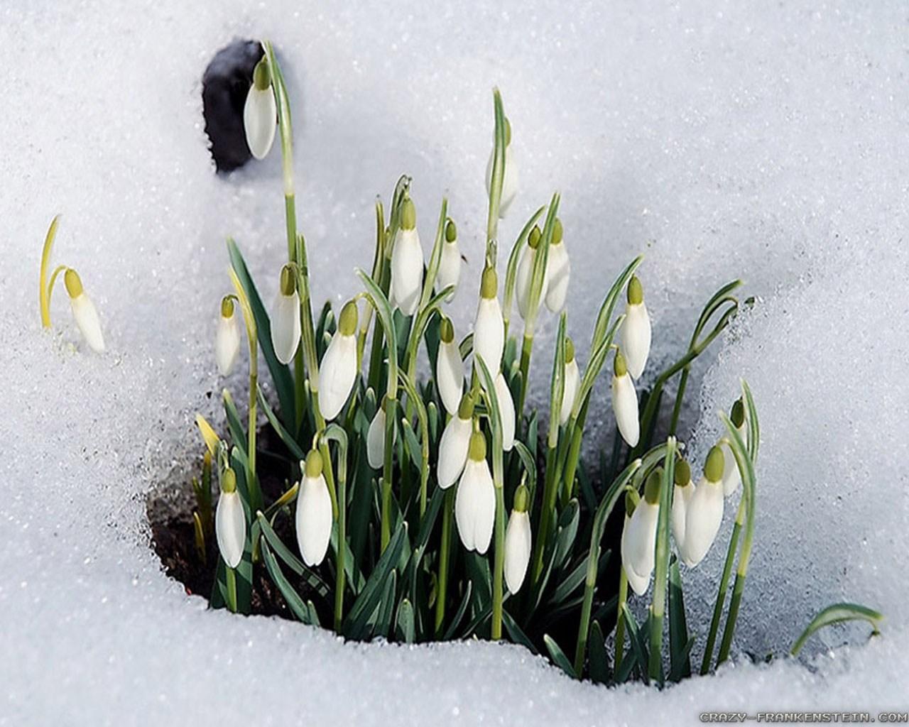 1280x1024 Winter Flowers Wallpaper 2 Crazy Frankenstein Of Winter Wallpaper & Background Download
