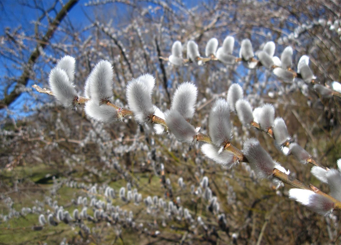 1440x1037 pussy willow late winter
