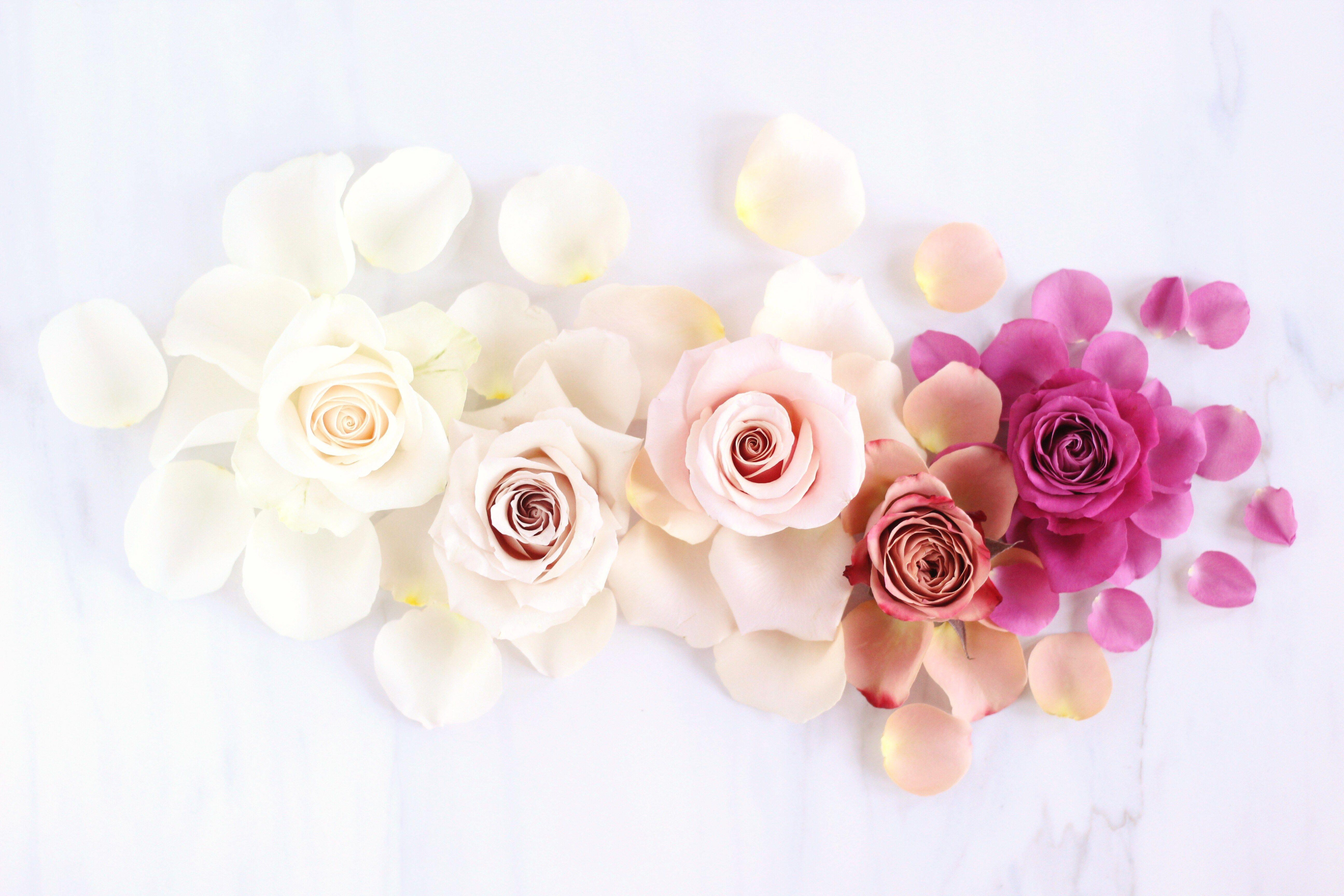 5184x3456 DIGITAL BLOOMS FEBRUARY 2017. Wallpaper. Free desktop