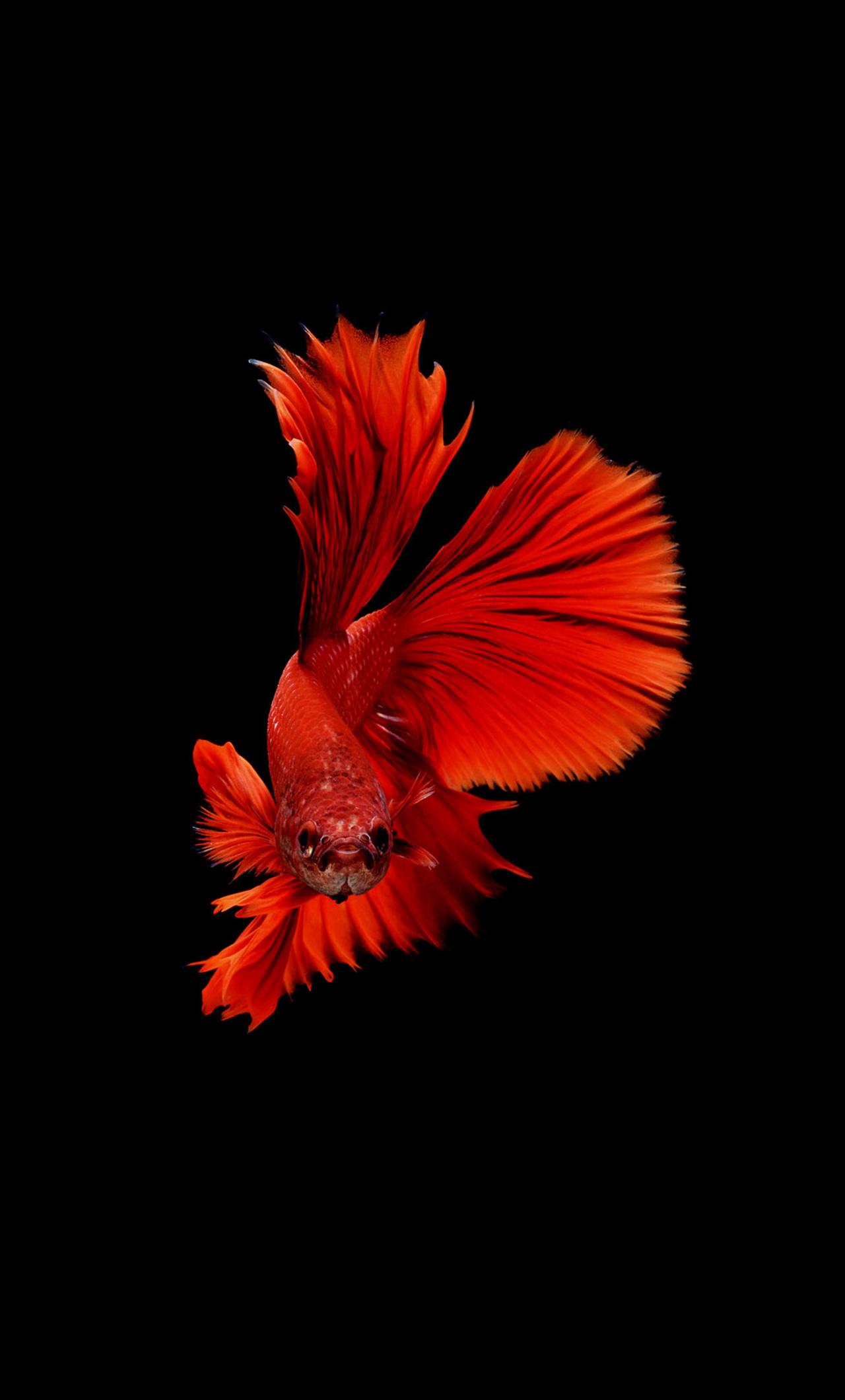 1280x2120 Betta Fish iPhone HD 4k Wallpaper, Image, Background, Photo and Picture