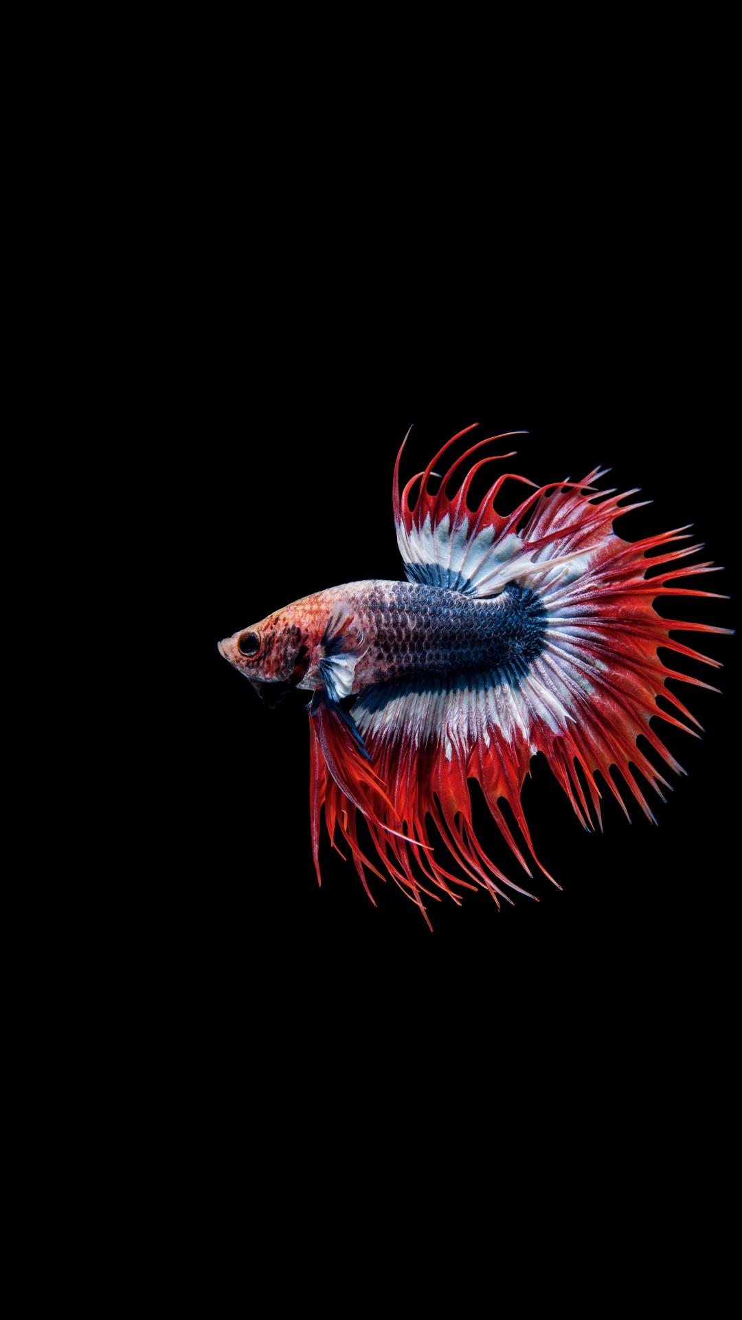 1080x1920 Download Betta fish, Siamese fighting fish, close up wallpaper, 1080x Samsung Galaxy S S Note, Sony Xperia Z, Z Z Z HTC One, Lenovo Vibe, Google Pixel OnePlus Honor