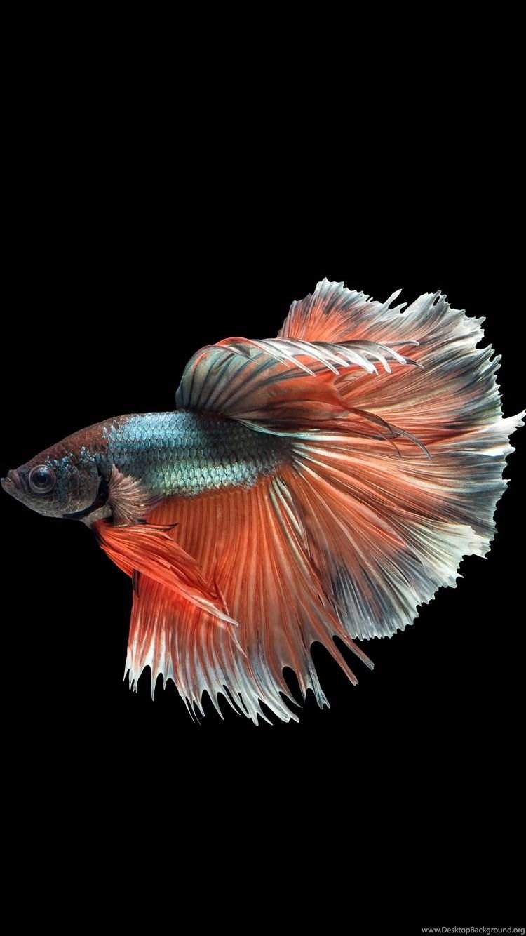 750x1334 Apple iPhone 6s Wallpaper With Multicolor Male Betta Fish In Dark. Desktop Background