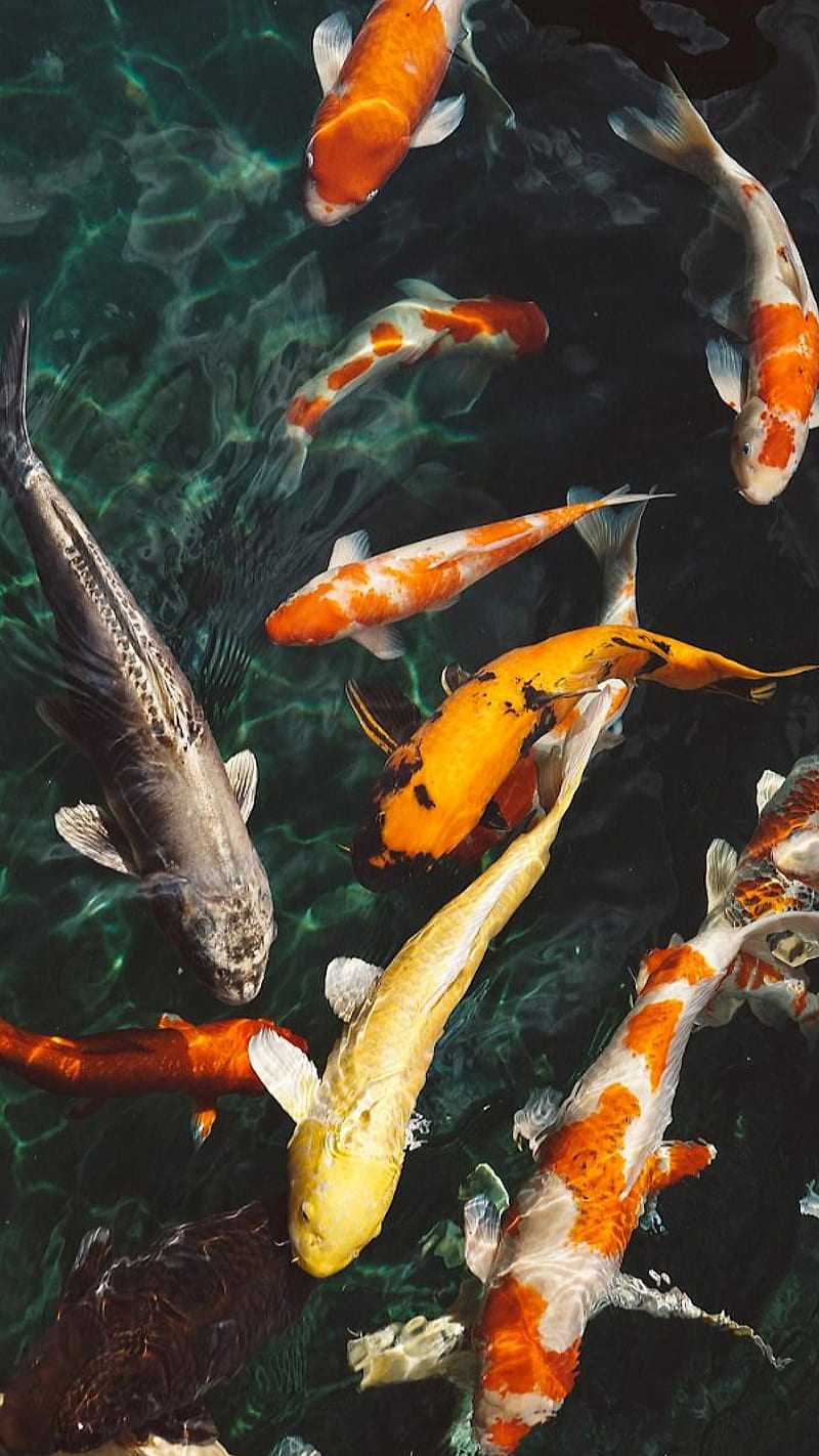 800x1422 Koi Fish Wallpaper