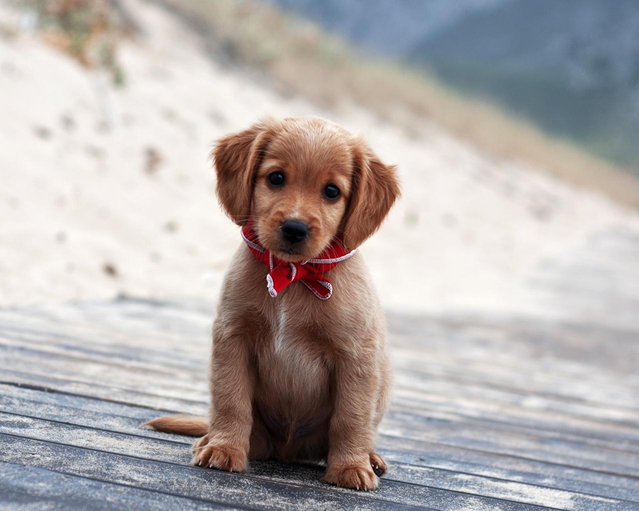1280x1024 Cute Little Puppy 19985 1280x1024px