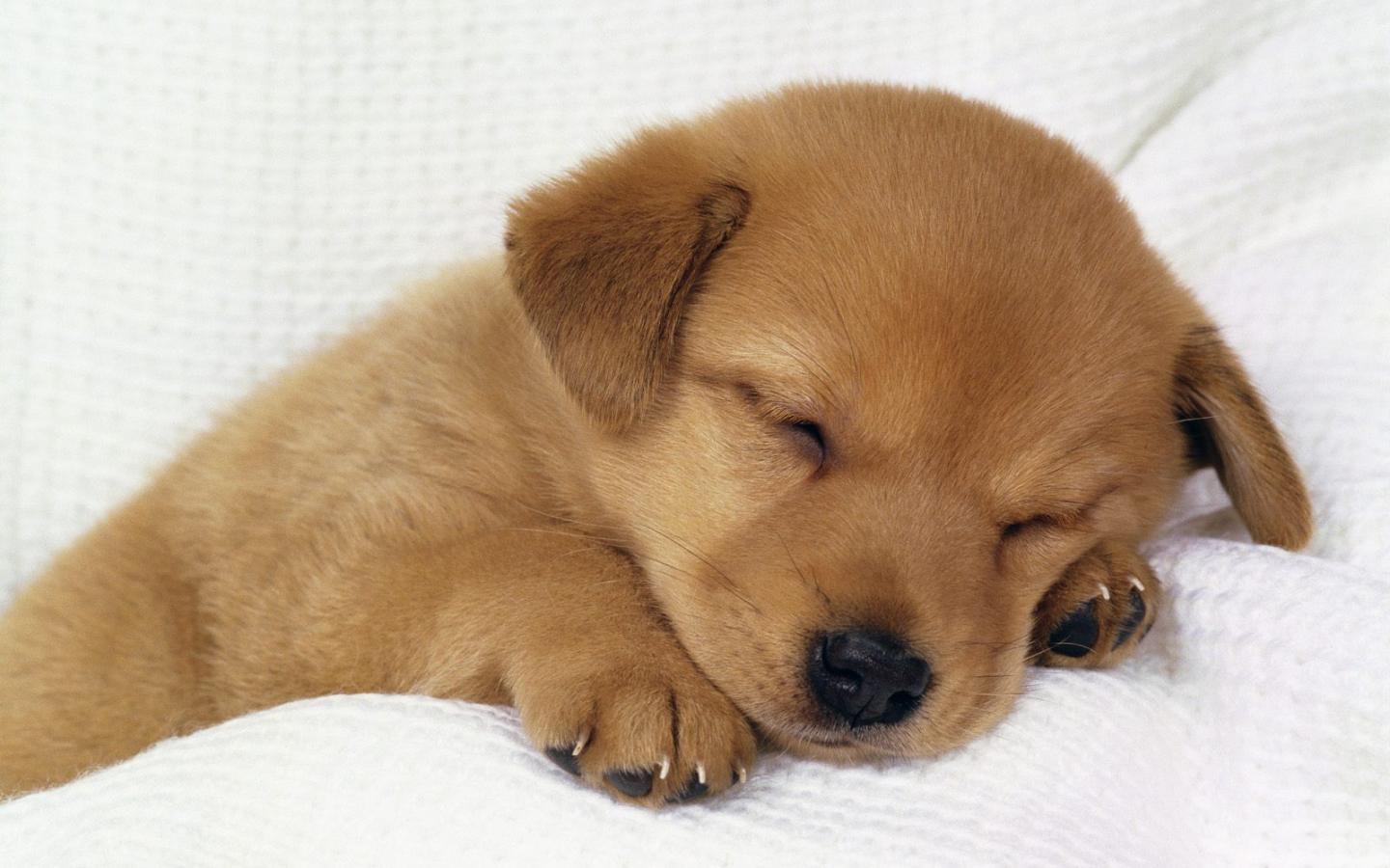 1440x900 Free download Little Puppy background cute puppy wallpaper funny dog wallpaper [1600x1200] for your Desktop, Mobile & Tablet. Explore Winter Pet Wallpaper. Funny Pet Wallpaper, 1920X1080 Pet Wallpaper, Pet