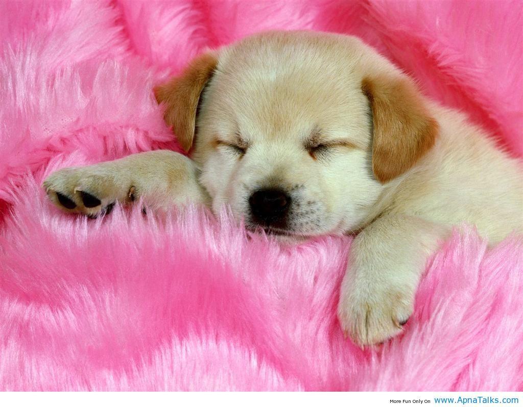 1024x798 The Cutest Baby Dogs Wallpaper