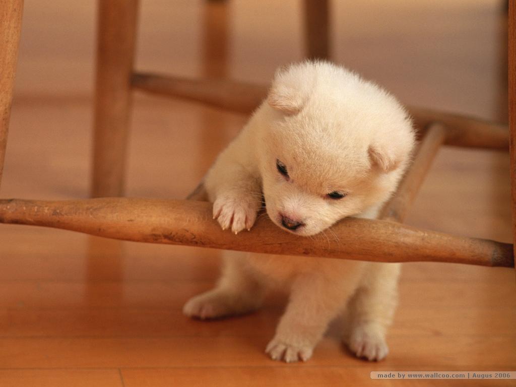 1024x768 images5675 puppy wallpaper discovered