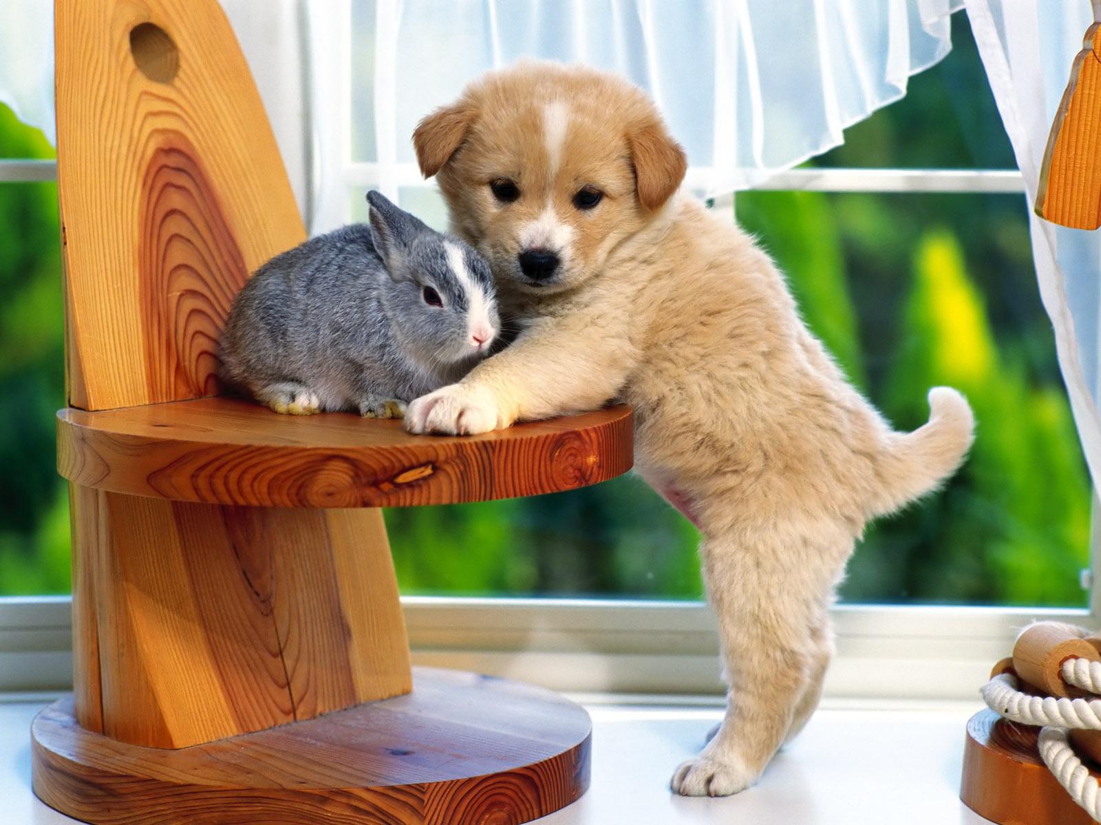 1600x1200 Cute Little Puppy Wallpaper And A Rabbit Wallpaper & Background Download