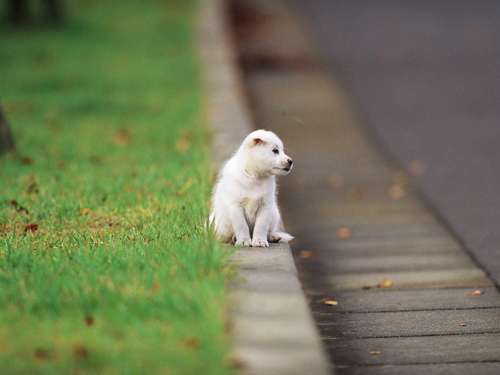 Lost puppy картинка