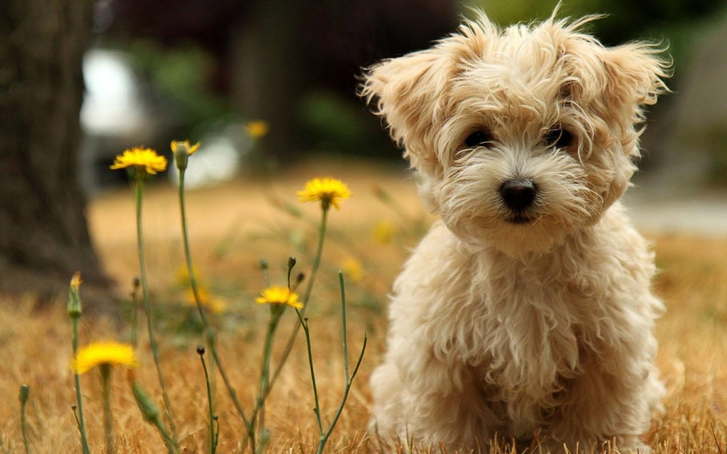 1440x900 Cute Little Puppy Wallpaper for Android