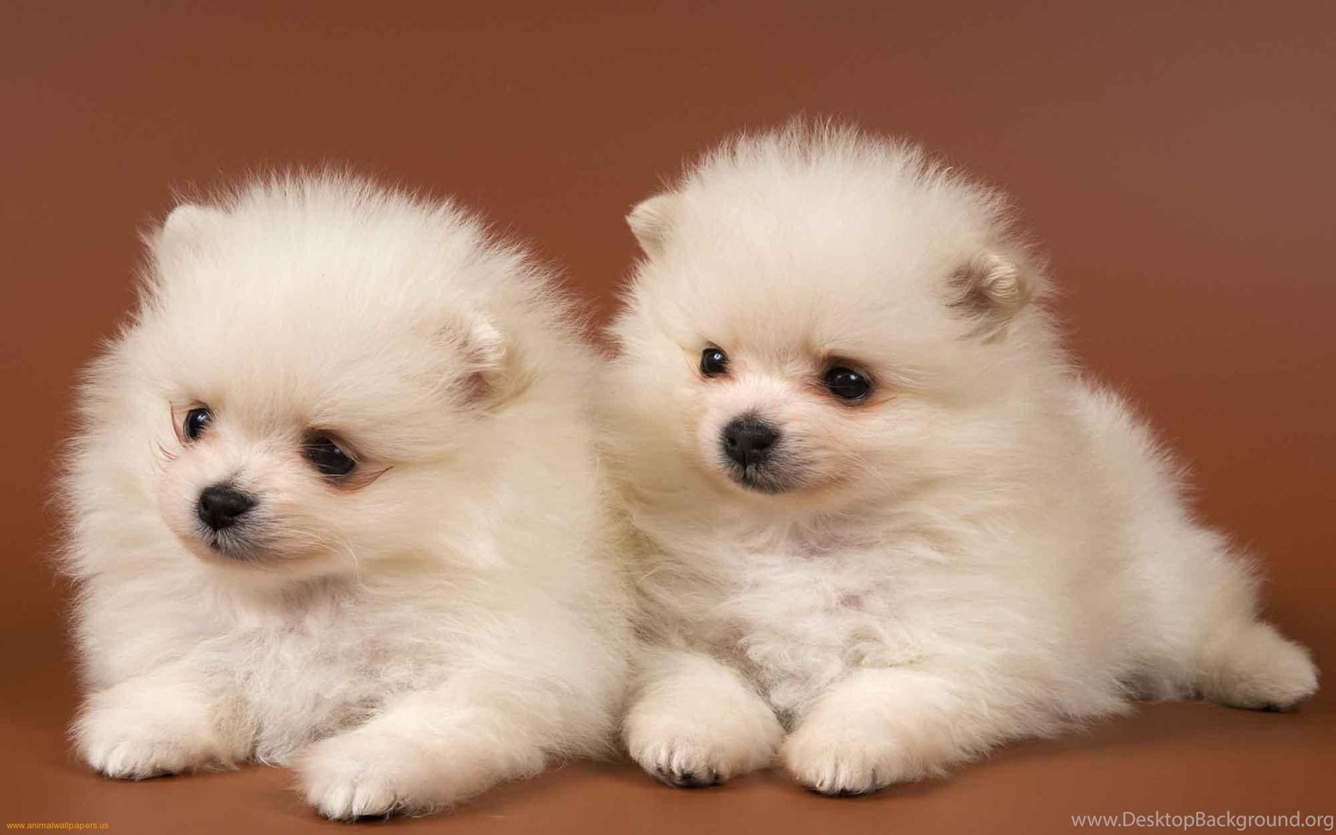 1920x1200 Cute Little Puppies Free Wallpaper 4336 HD Wallpaper Desktop Background