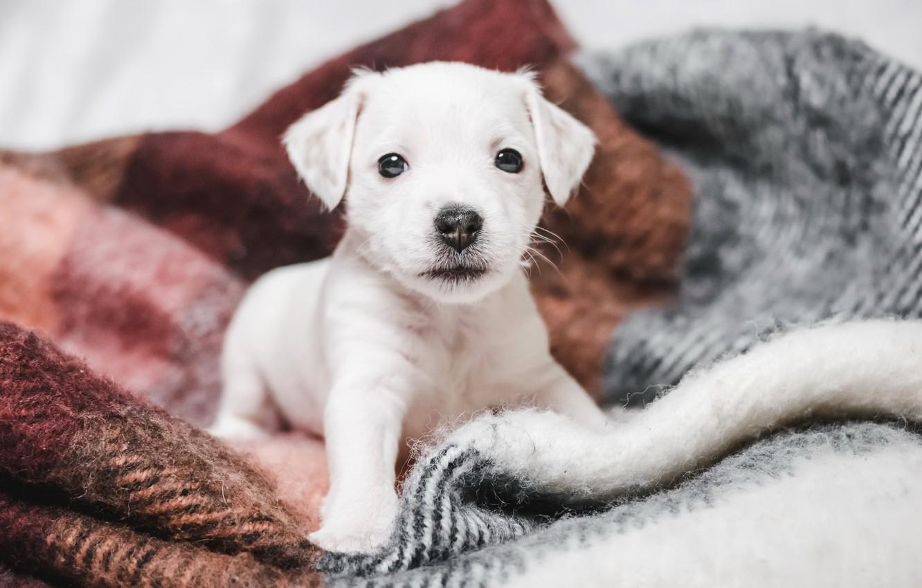 1332x850 Wallpaper house, dog, puppy image for desktop, section собаки