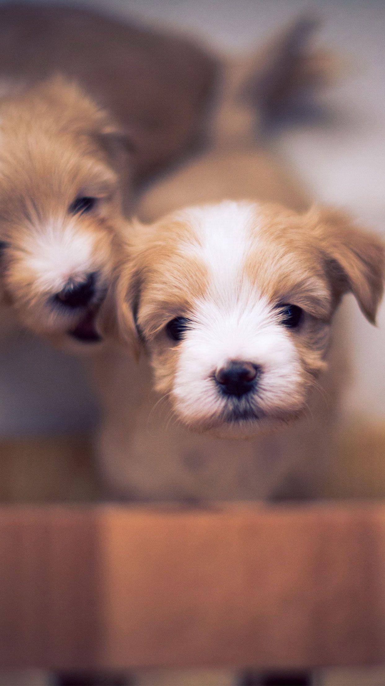 1242x2208 Little Puppies Wallpaper