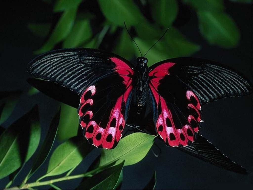 1024x768 Butterflies image Butterfly HD wallpaper and background photo