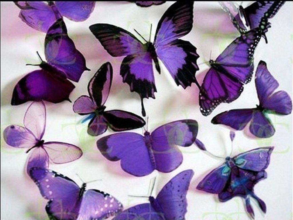 Black and Purple Butterfly Wallpapers Top Free Black and Purple Butterfly Backgrounds