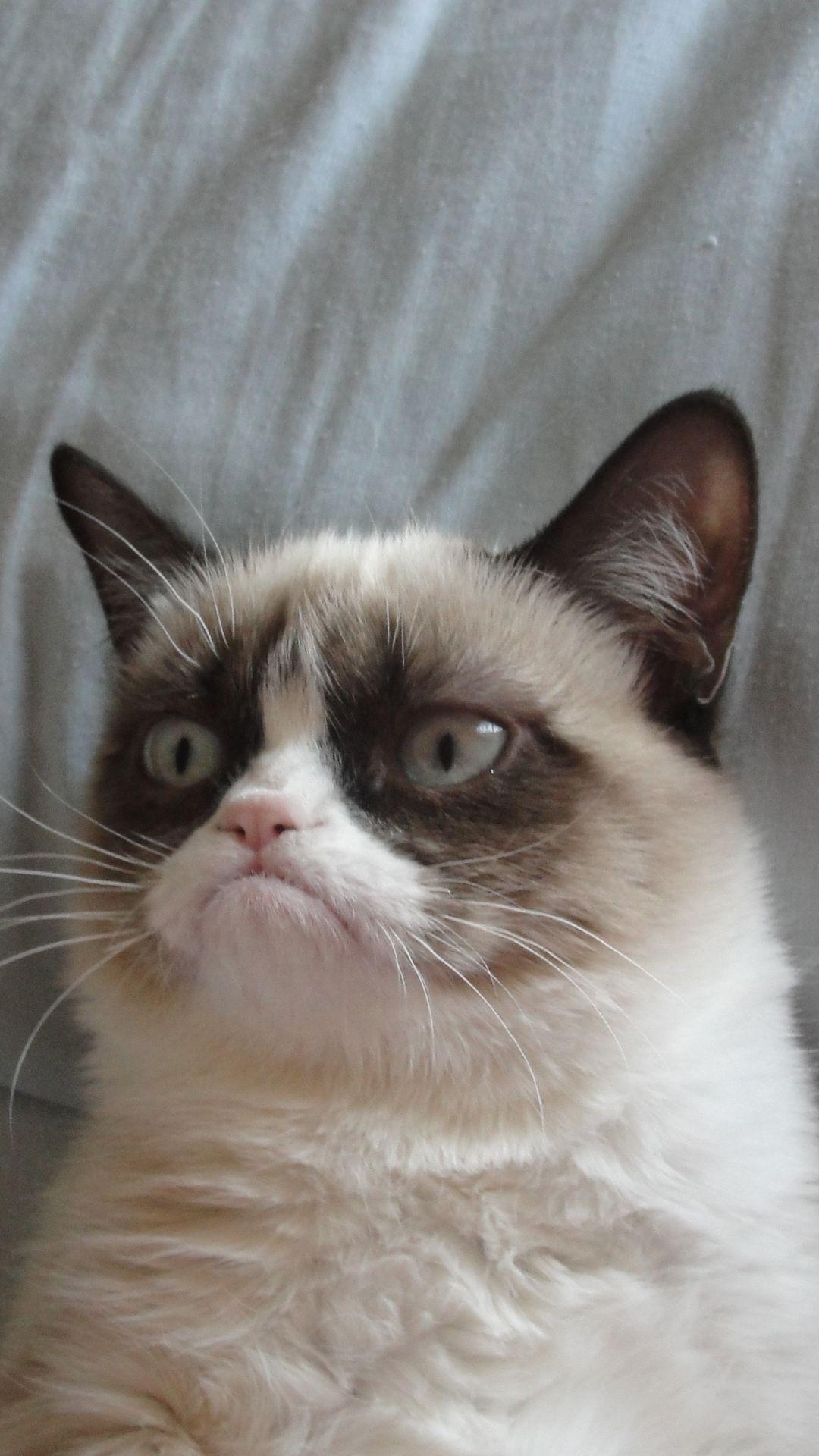 1080x1920 Grumpy Cat iPhone 6 Plus HD Wallpaper HD