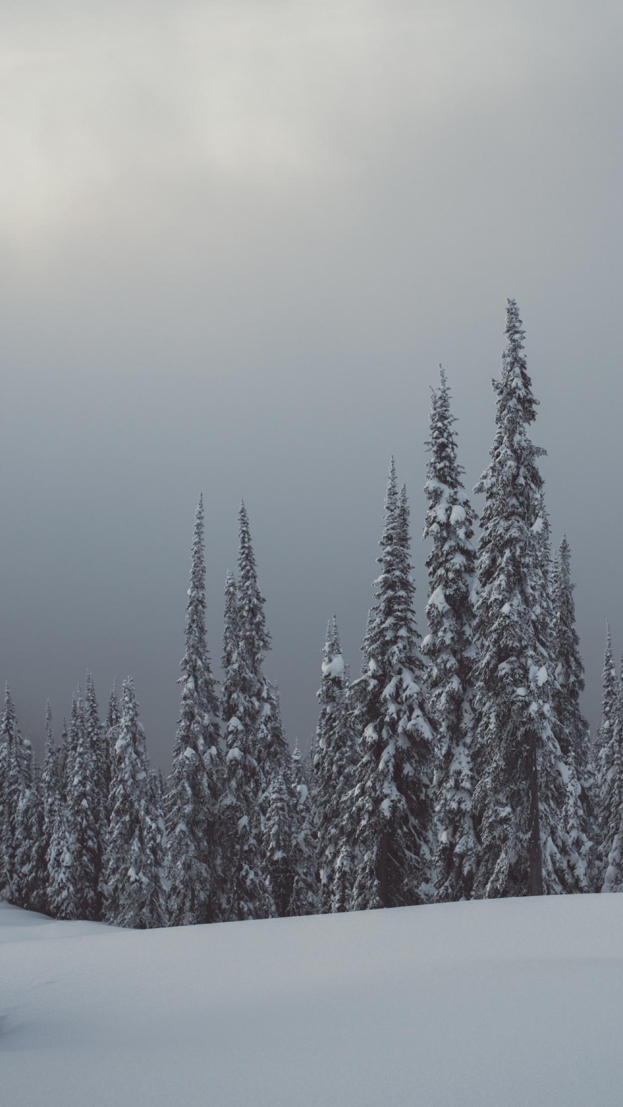 1242x2208 Wallpaper of the Month