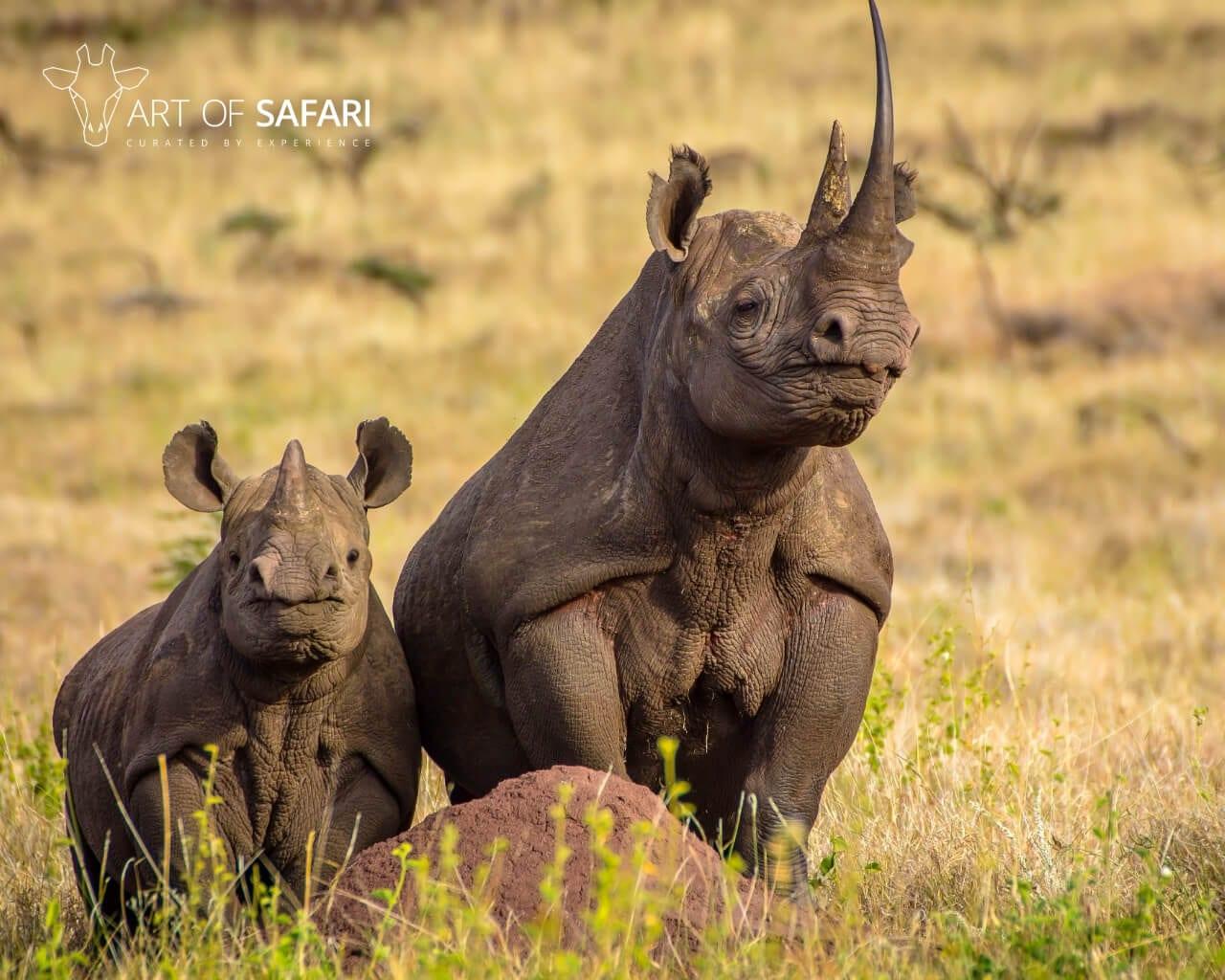 1280x1024 Wallpaper. Two Black Rhino On The African Plains. Art Of Safari