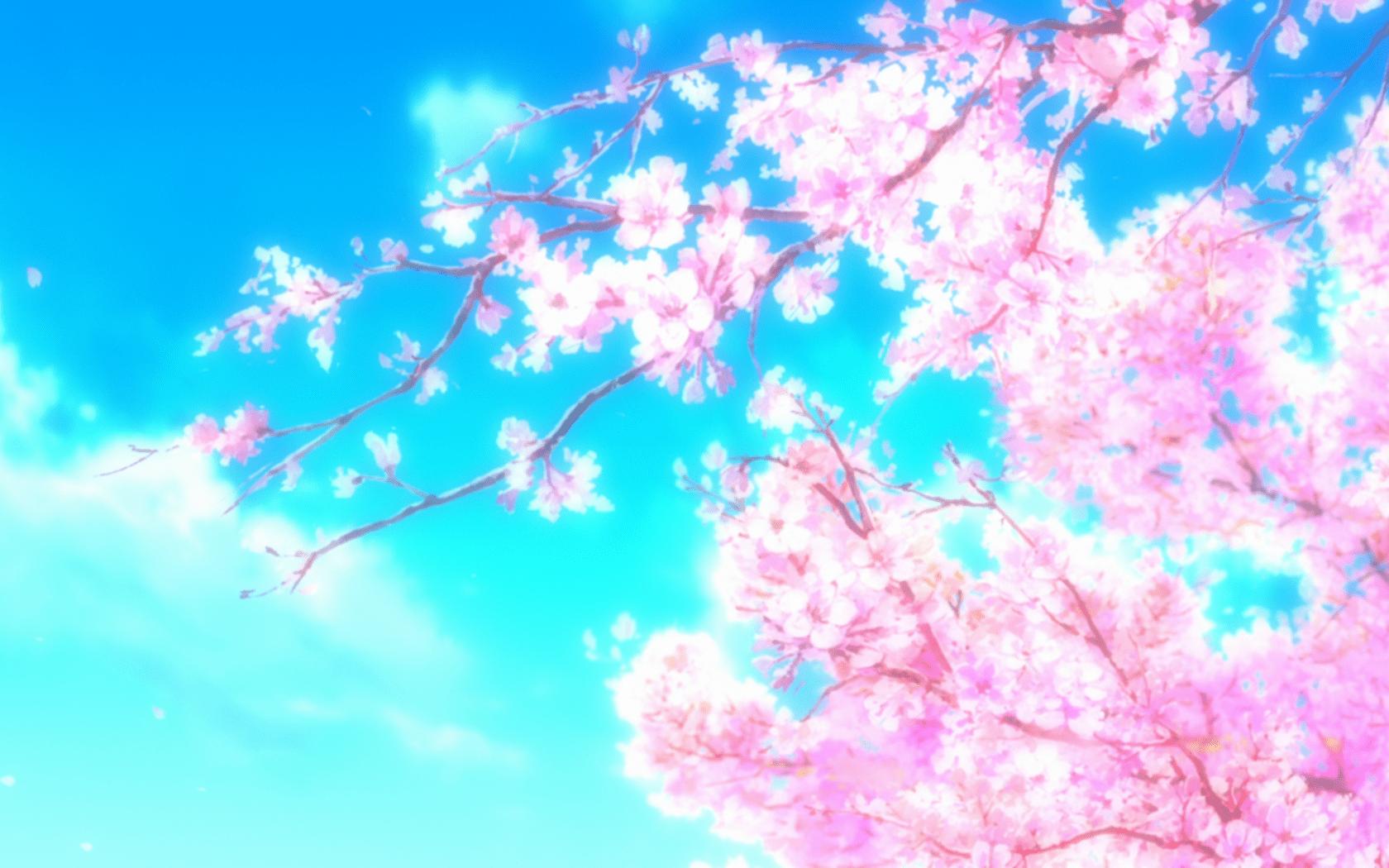 1680x1050 Free download Sakura Computer Wallpaper Desktop Background 1920x1080 ID [1920x1080] for your Desktop, Mobile & Tablet. Explore Anime Cherry Blossom Wallpaper. Cherry Blossom Picture Wallpaper, Japanese Cherry Blossom Desktop