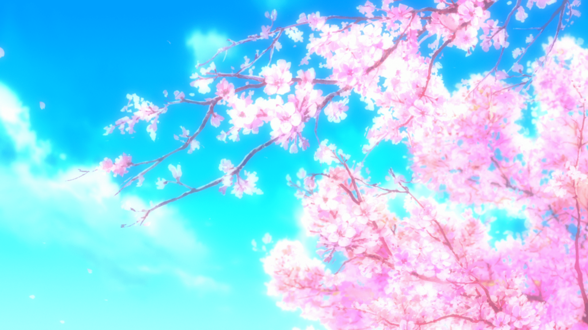 1920x1080 Anime Cherry Blossom Wallpaper
