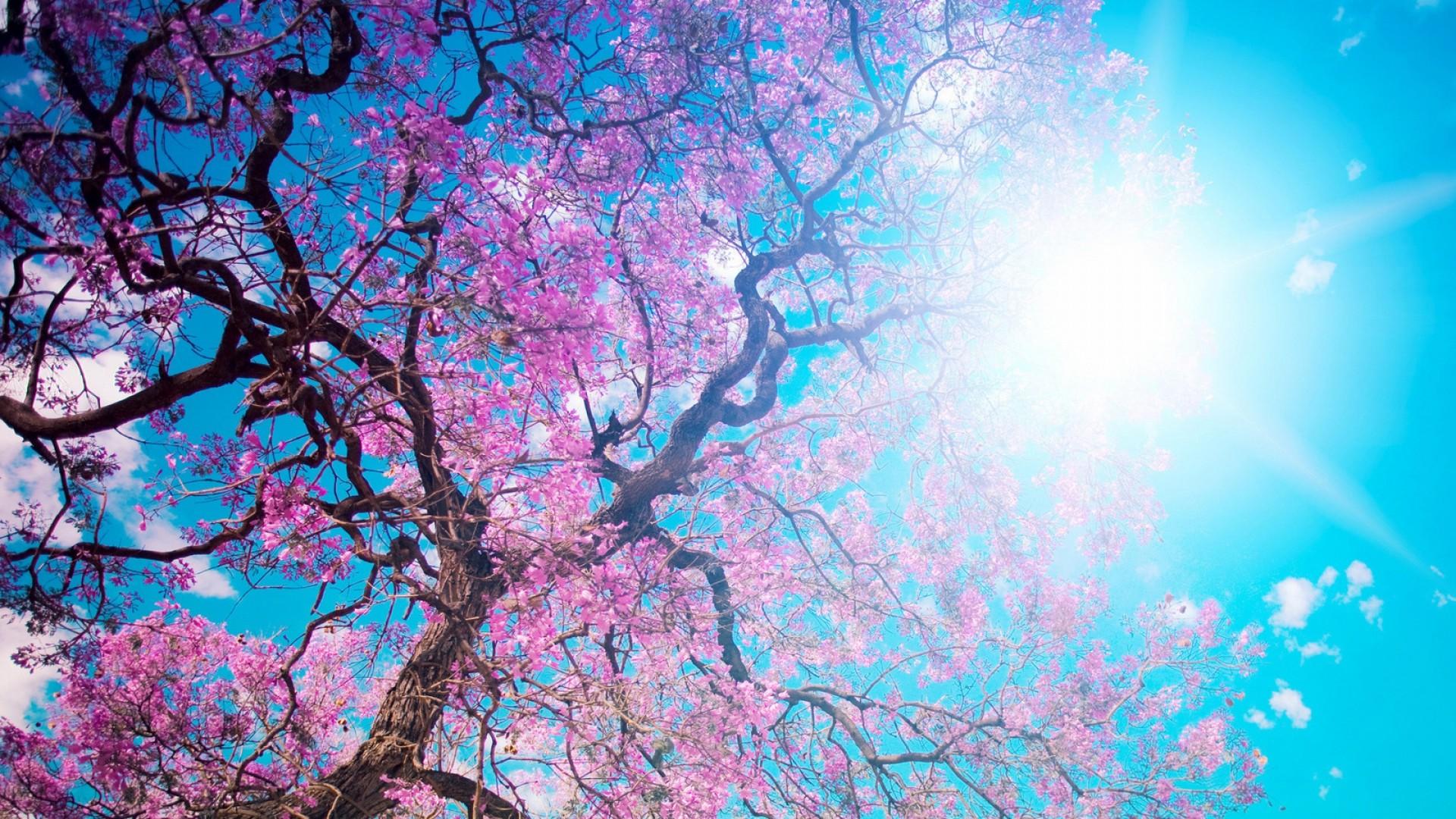 1920x1080 Japanese Cherry Blossom Wallpaper 1920×1080