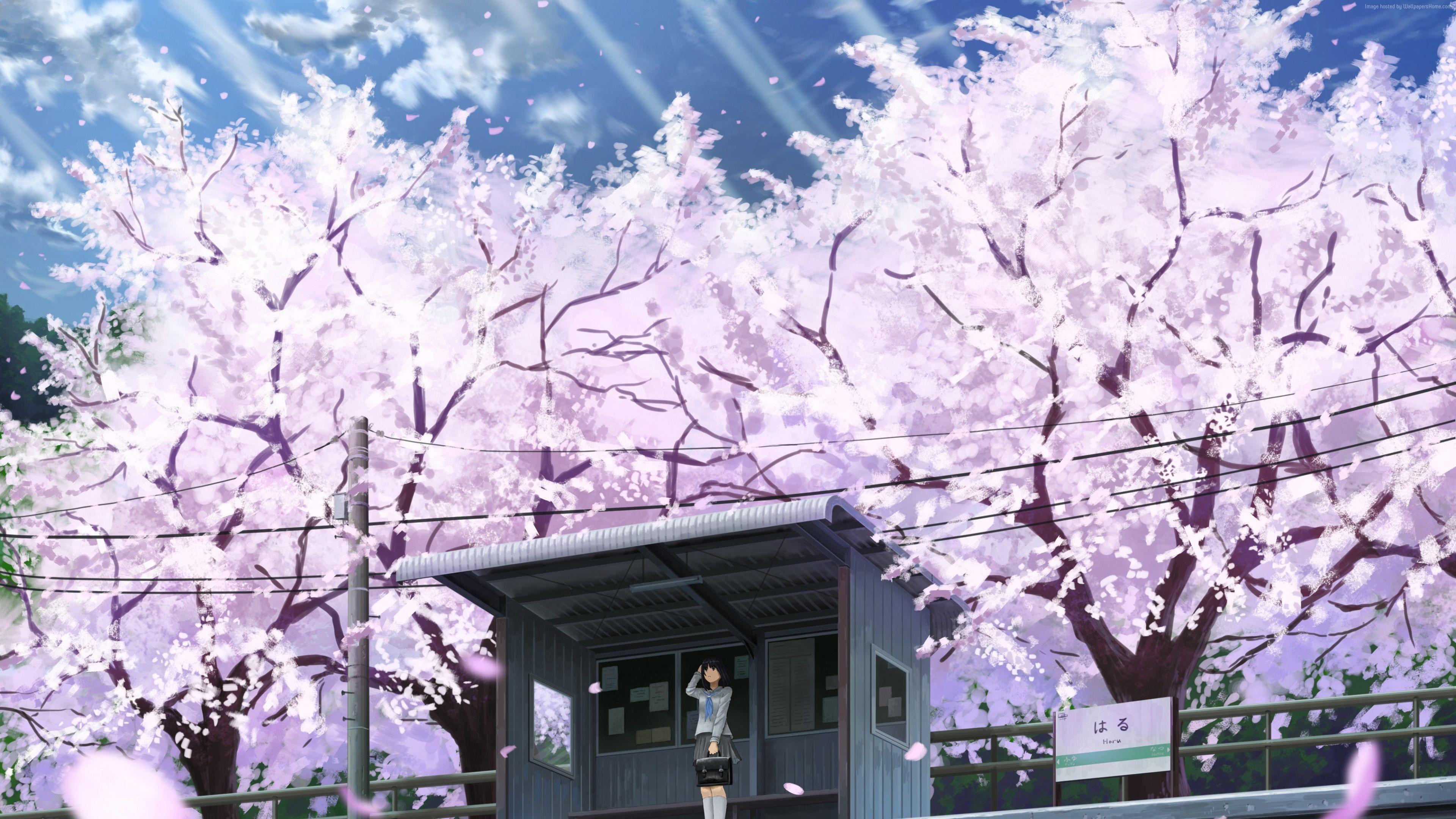 3840x2160 Anime Cherry Blossom 4k Wallpaper