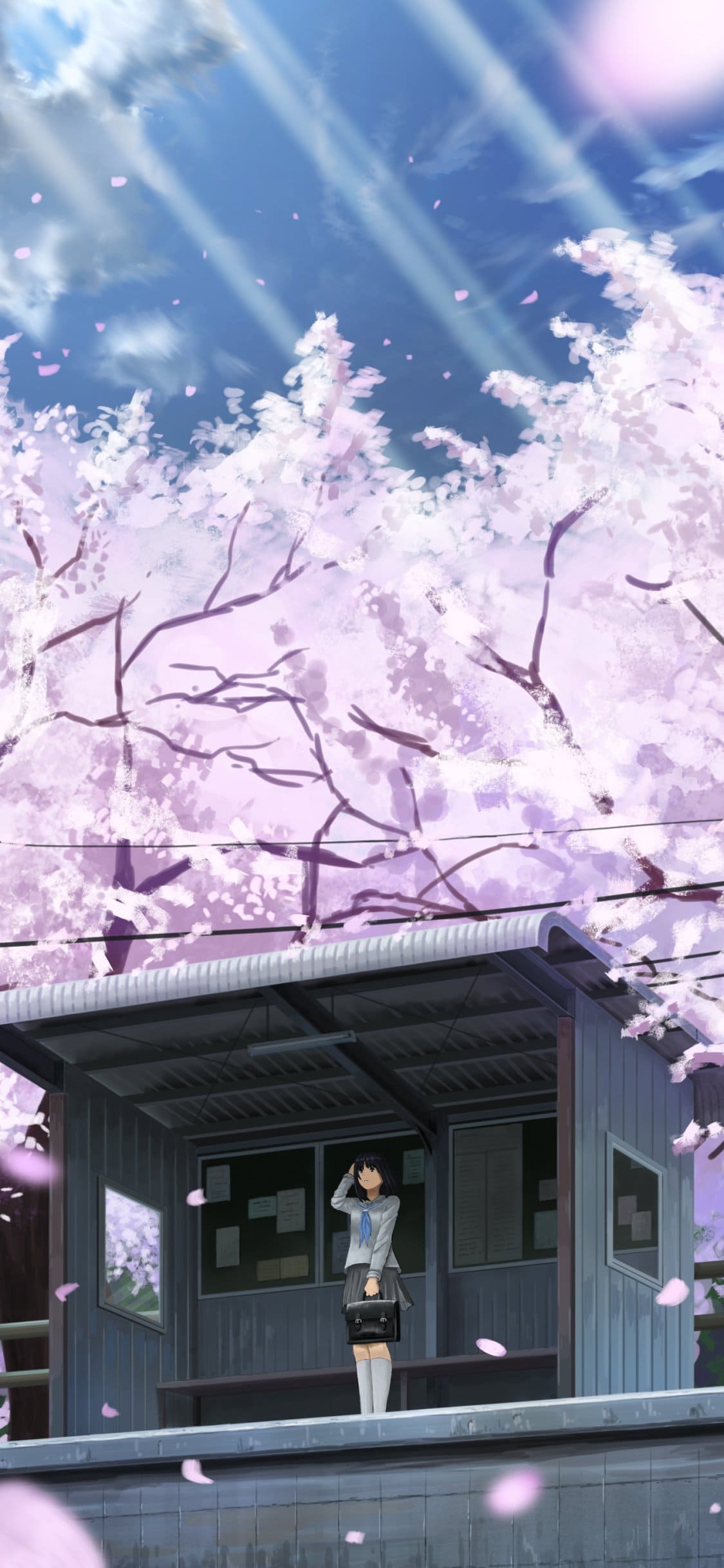 1125x2436 Cherry Blossom Mobile Wallpaper Free Wallpaper For Android And Phone