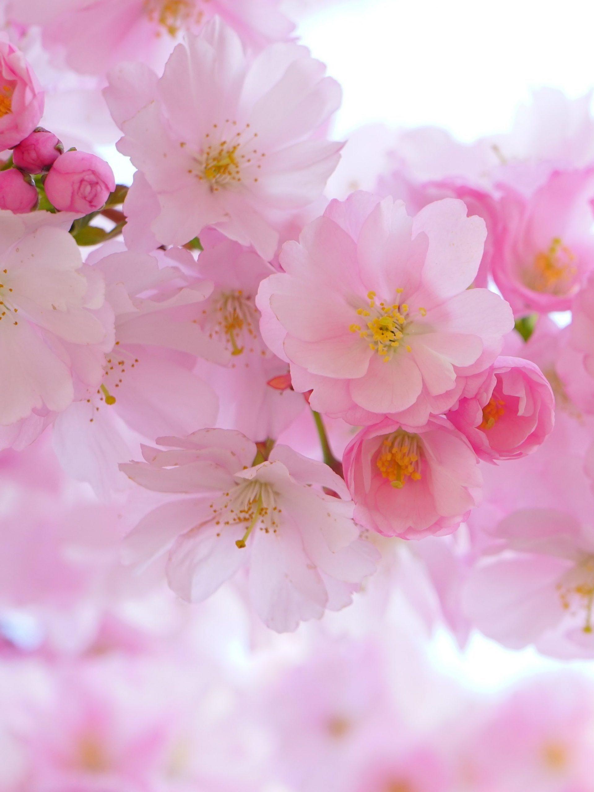 Sakura Flowers Anime Wallpapers - Top Free Sakura Flowers Anime ...