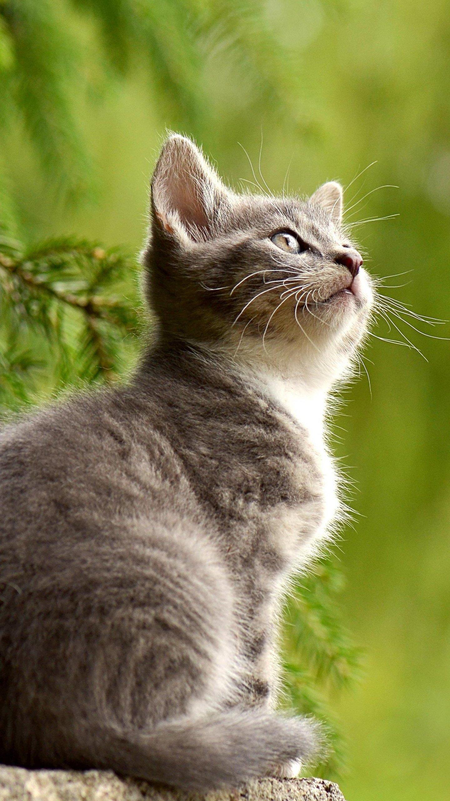 1440x2560 Phone Wallpaper 4k Animal